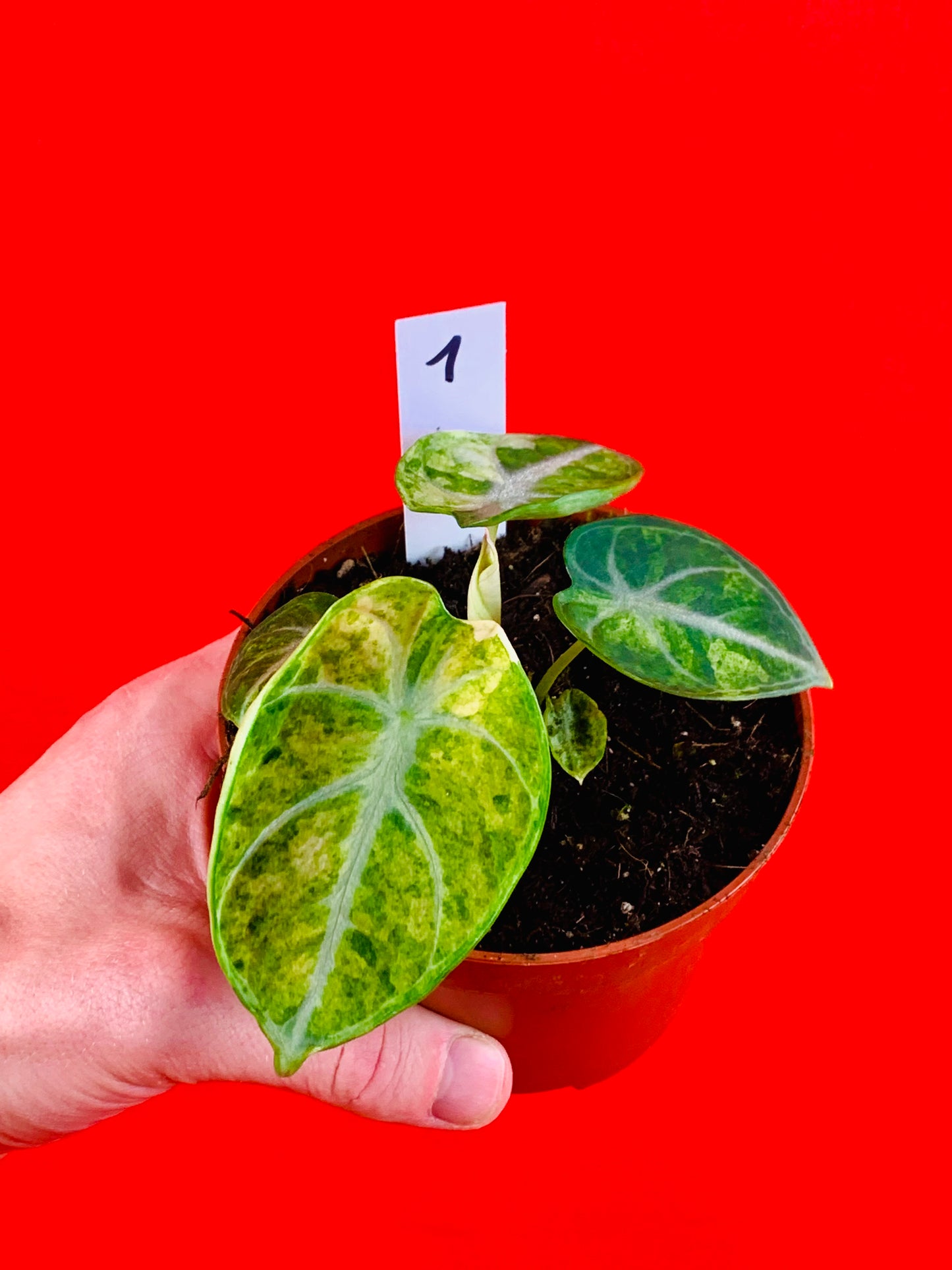 Alocasia Ninja Tricolor - LUplnts