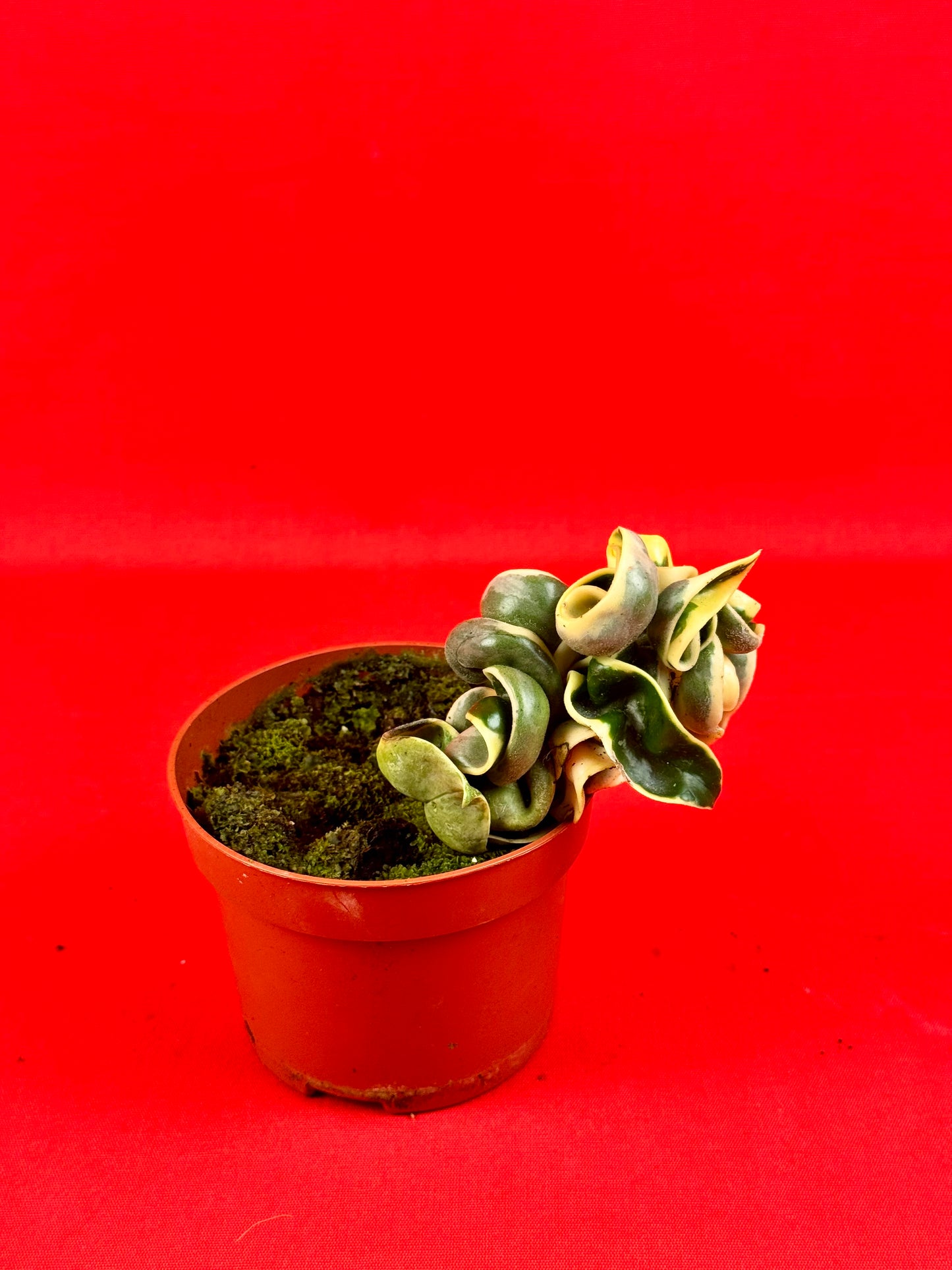 Hoya carnosa Compacta variegata