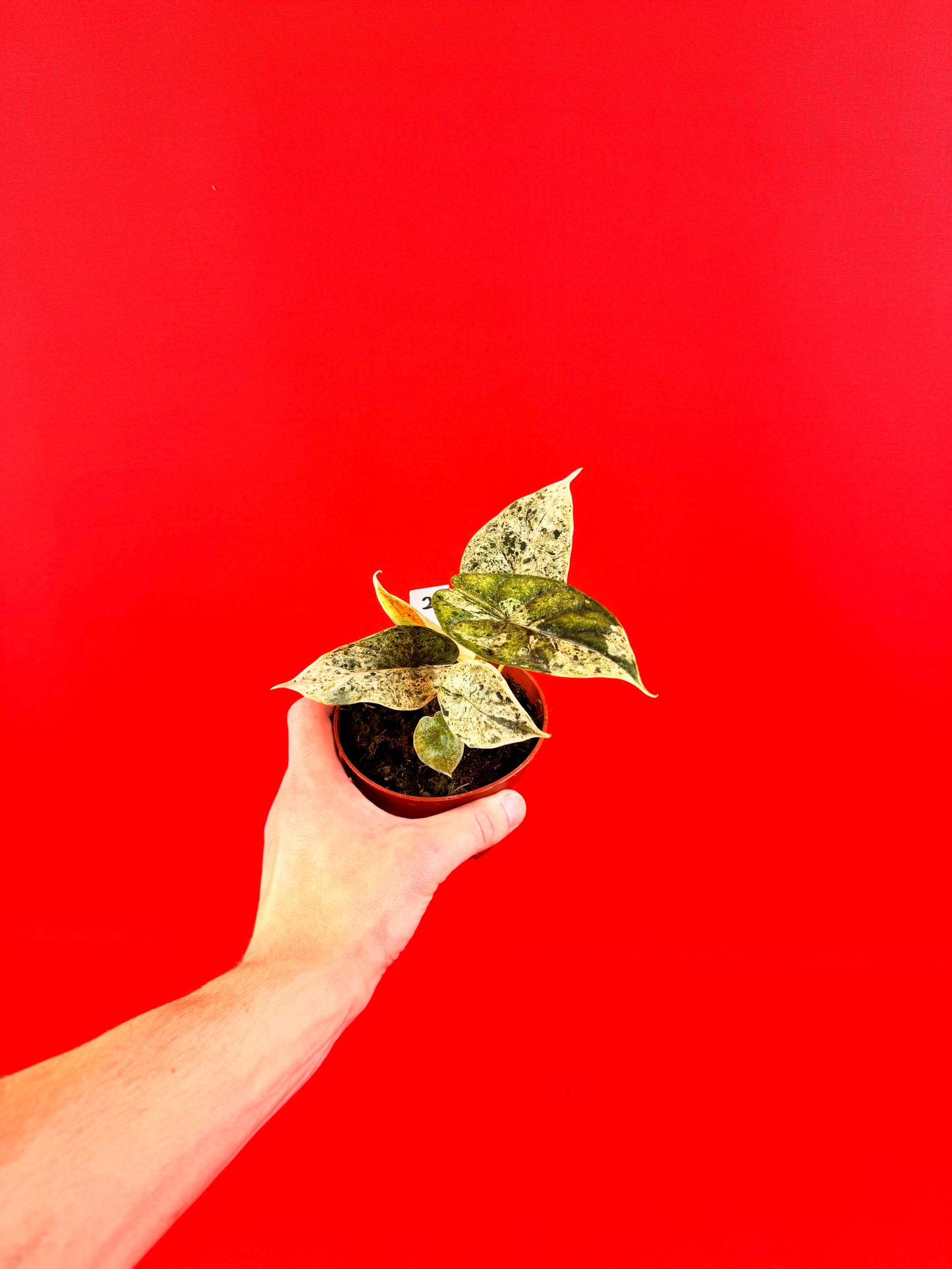 Alocasia Dragon Scale MINT