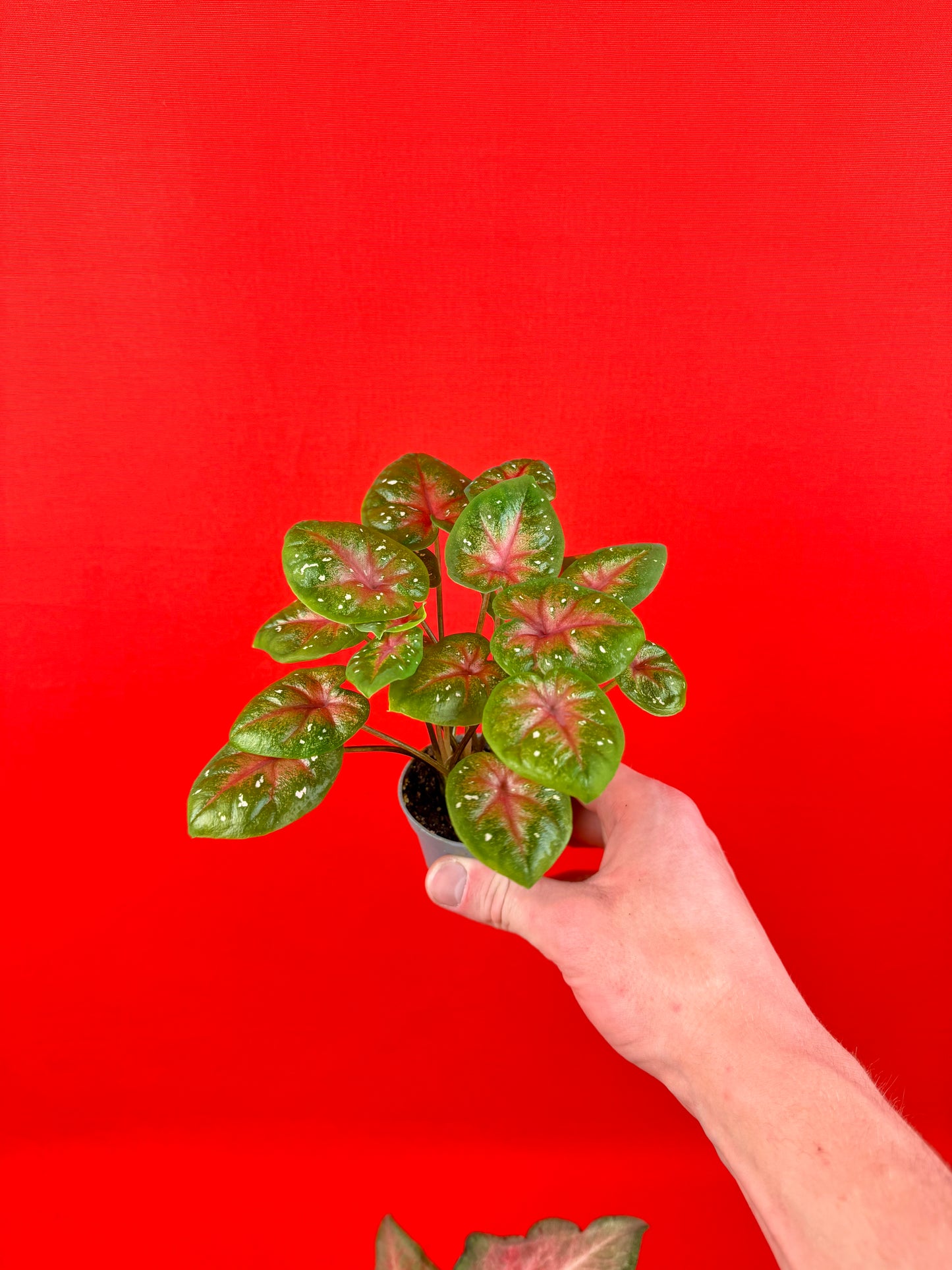 Caladium-Bündel (s)