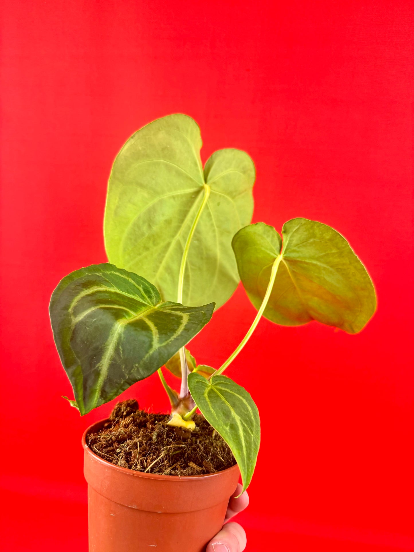 Anthurium Magnificum - LUplnts