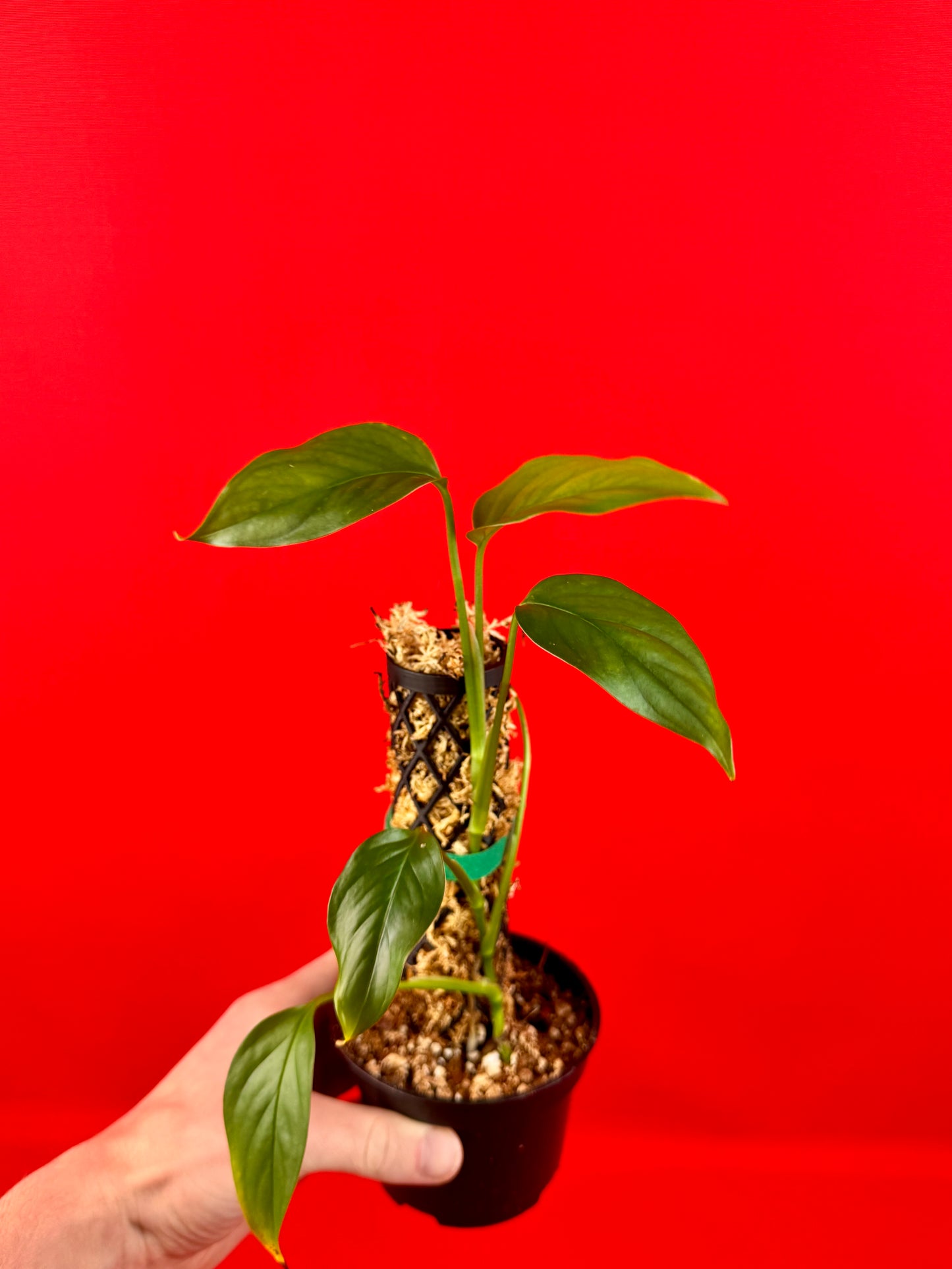 Monstera Acacoyaguensis - LUplnts