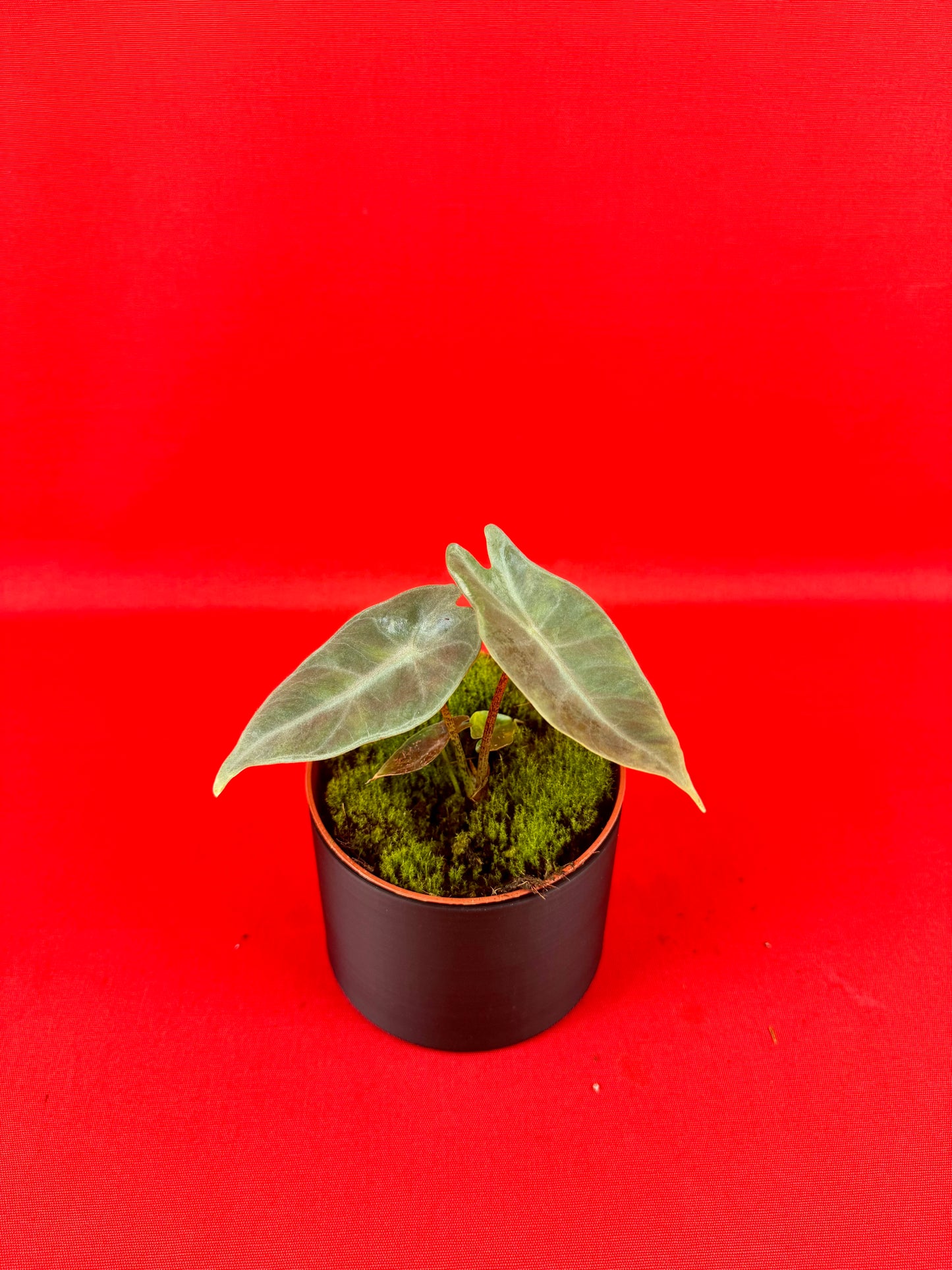 Alocasia longiloba SILVER - LUplnts
