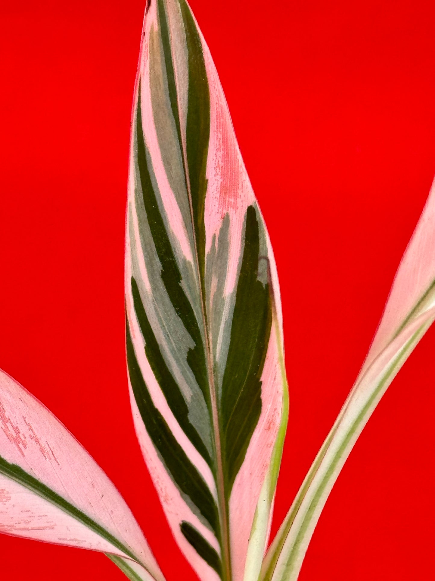 Musa Florida Variegata - LUplnts