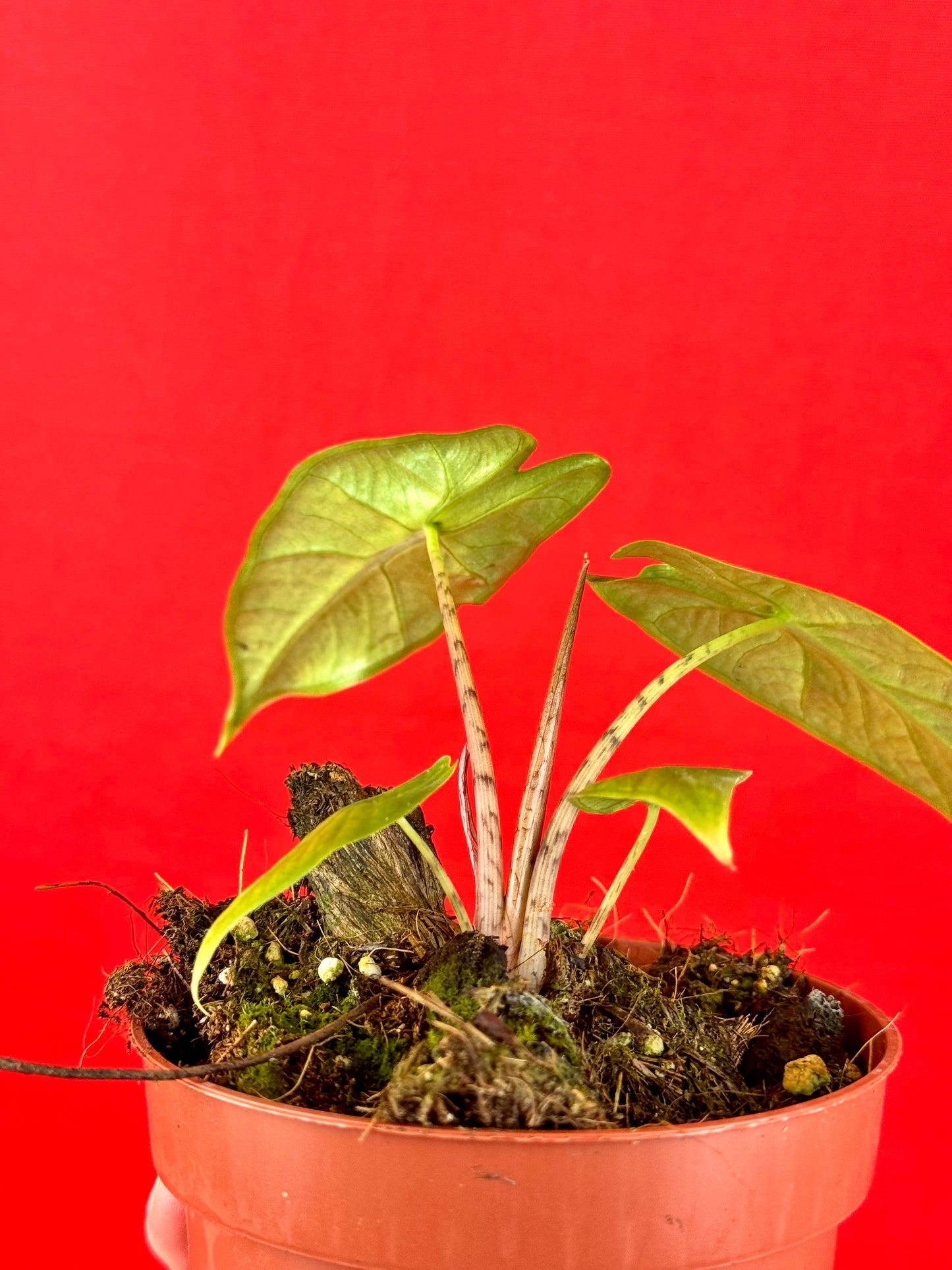 Alocasia sulawesi Green Carpet - LUplnts
