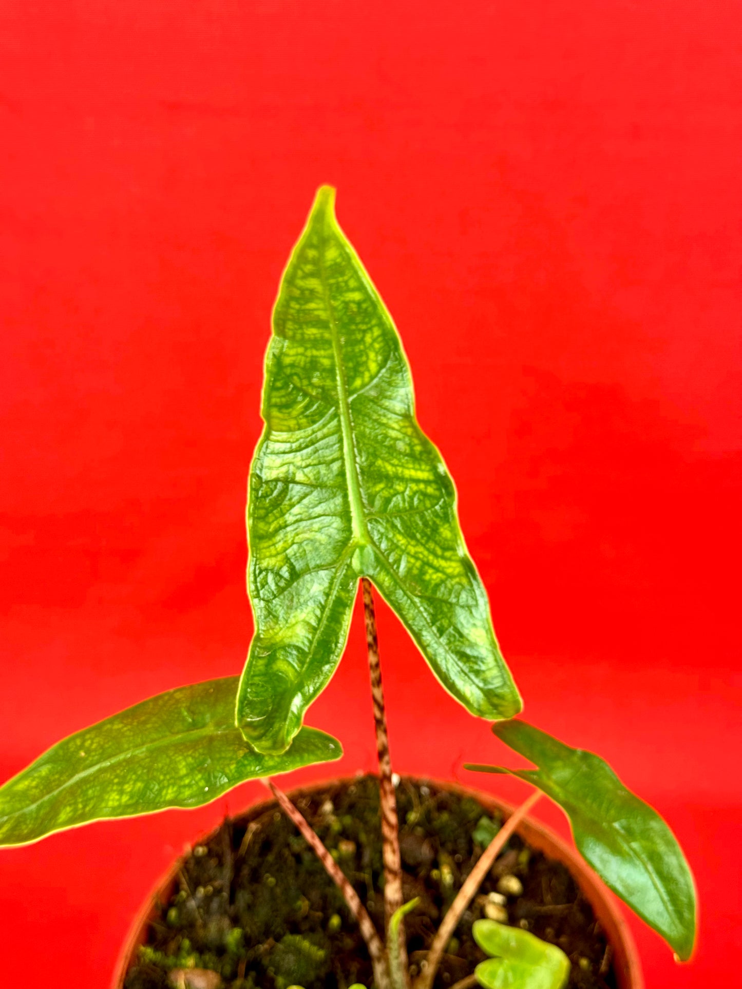 Alocasia Reticulata - LUplnts
