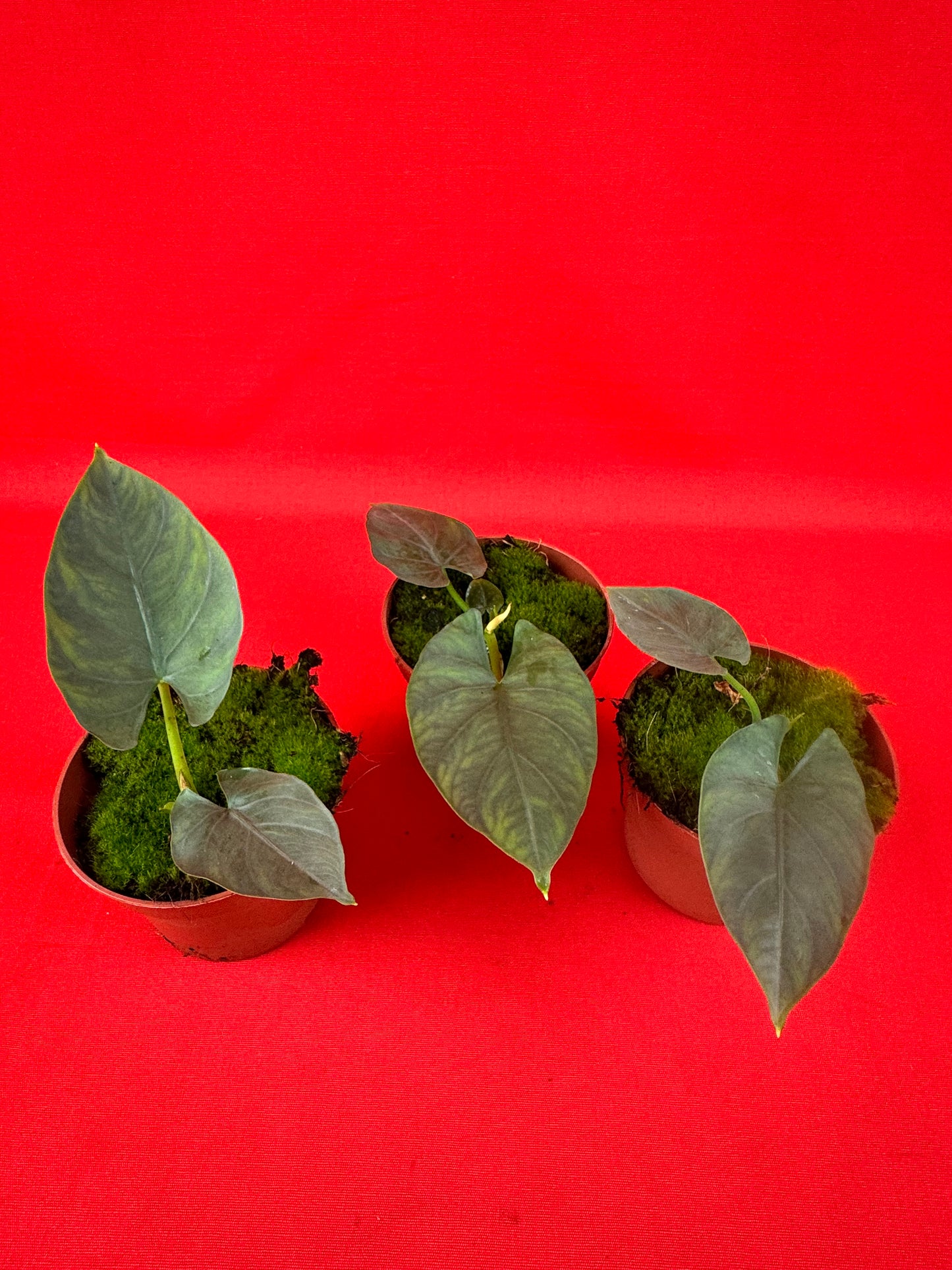 Alocasia scabriuscula - LUplnts