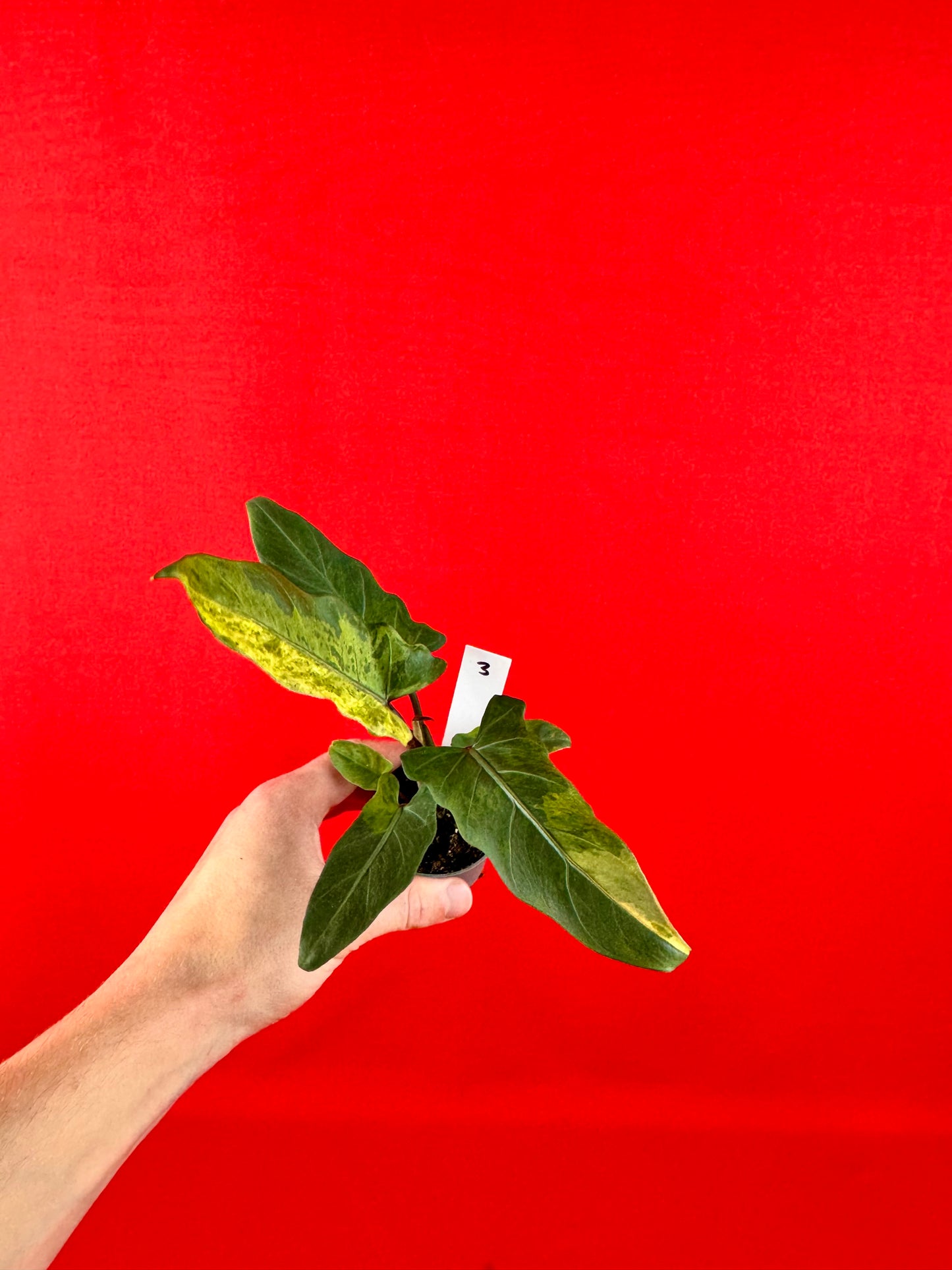 Alocasia lauterbachiana 'Variegata' (s)