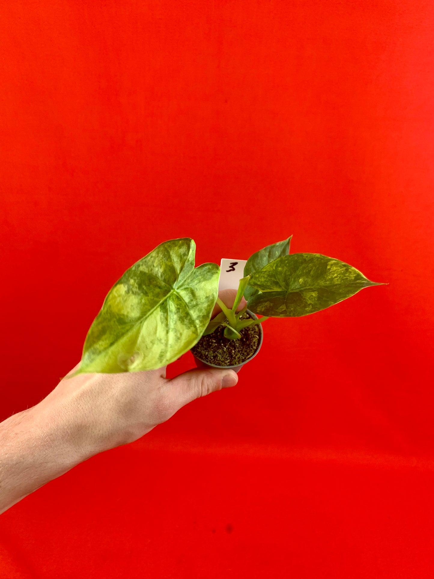 Alocasia macrorrhizos Aurea Variegata (s) - LUplnts