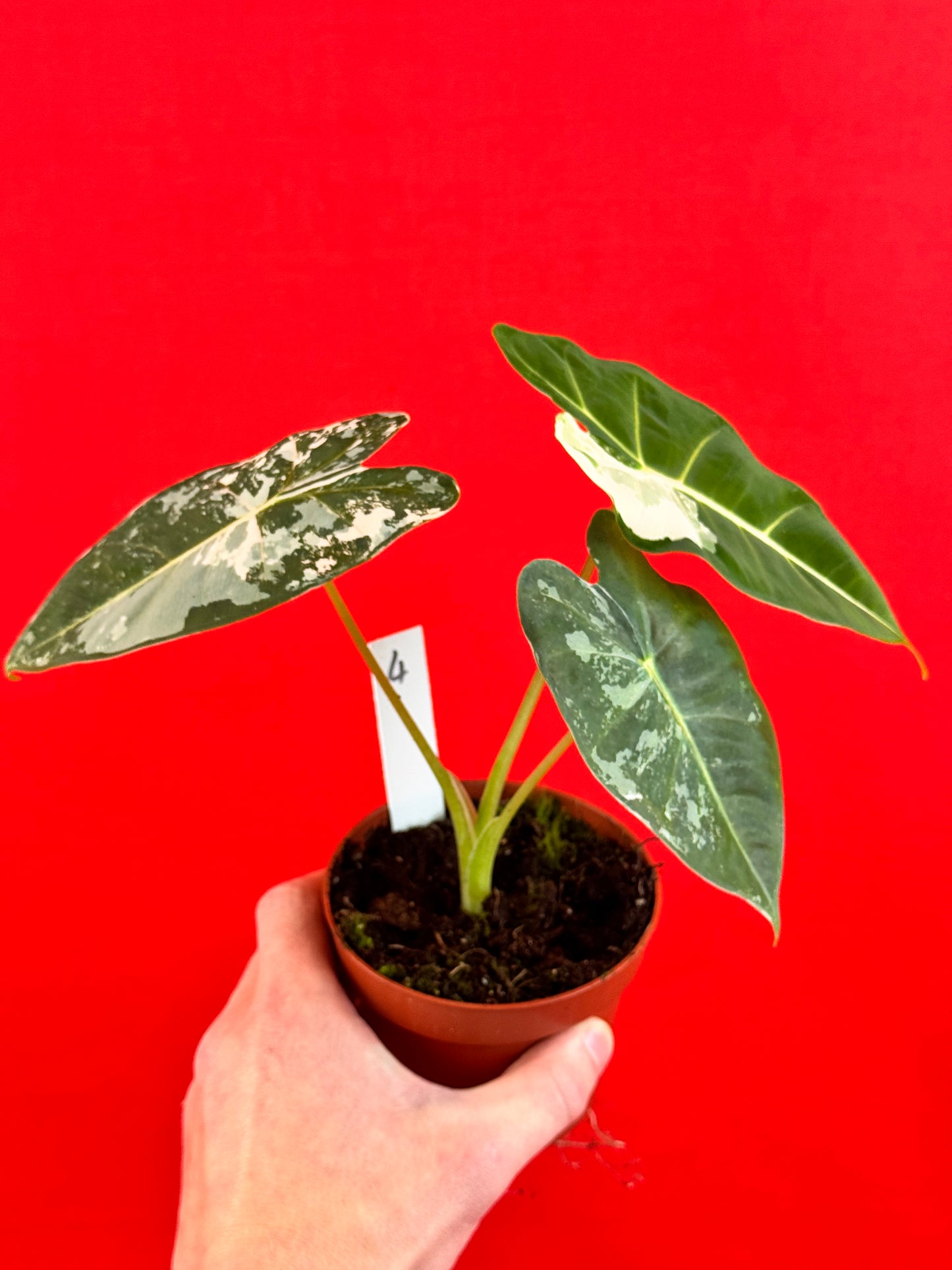 Alocasia micholitziana Frydek Variegata