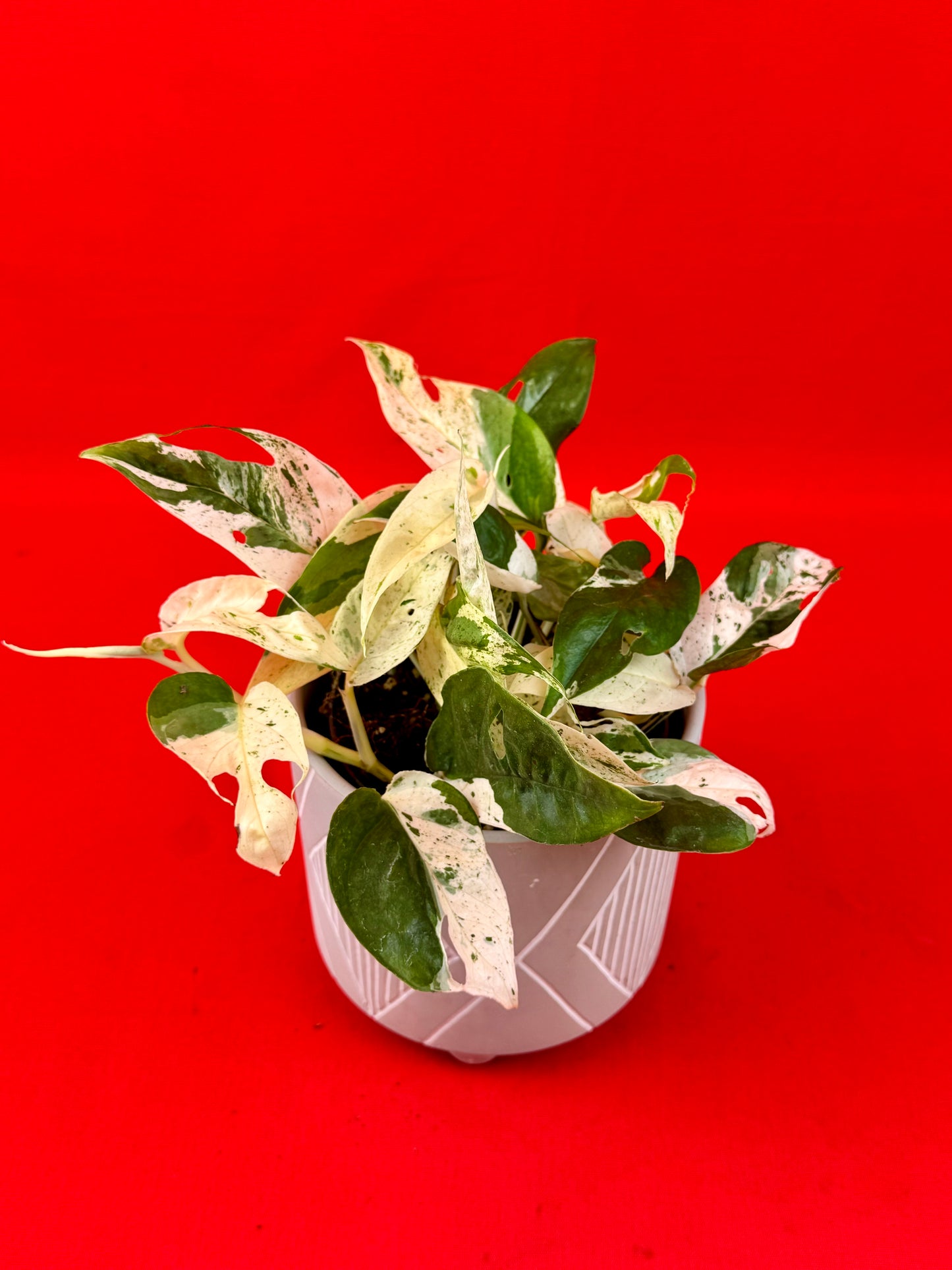 Epipremnum Pinnatum Marble - LUplnts