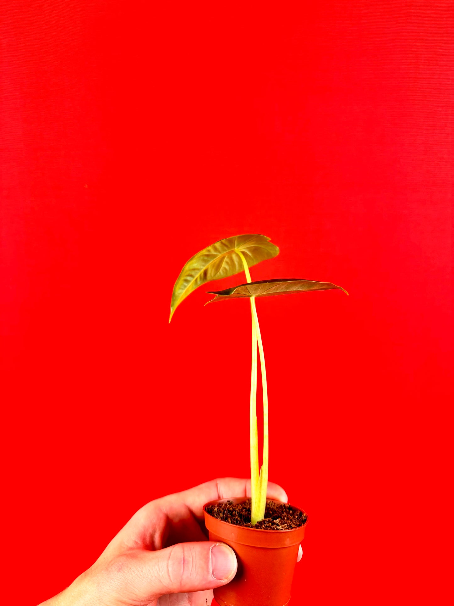 Alocasia micholitziana Frydek (s) - LUplnts