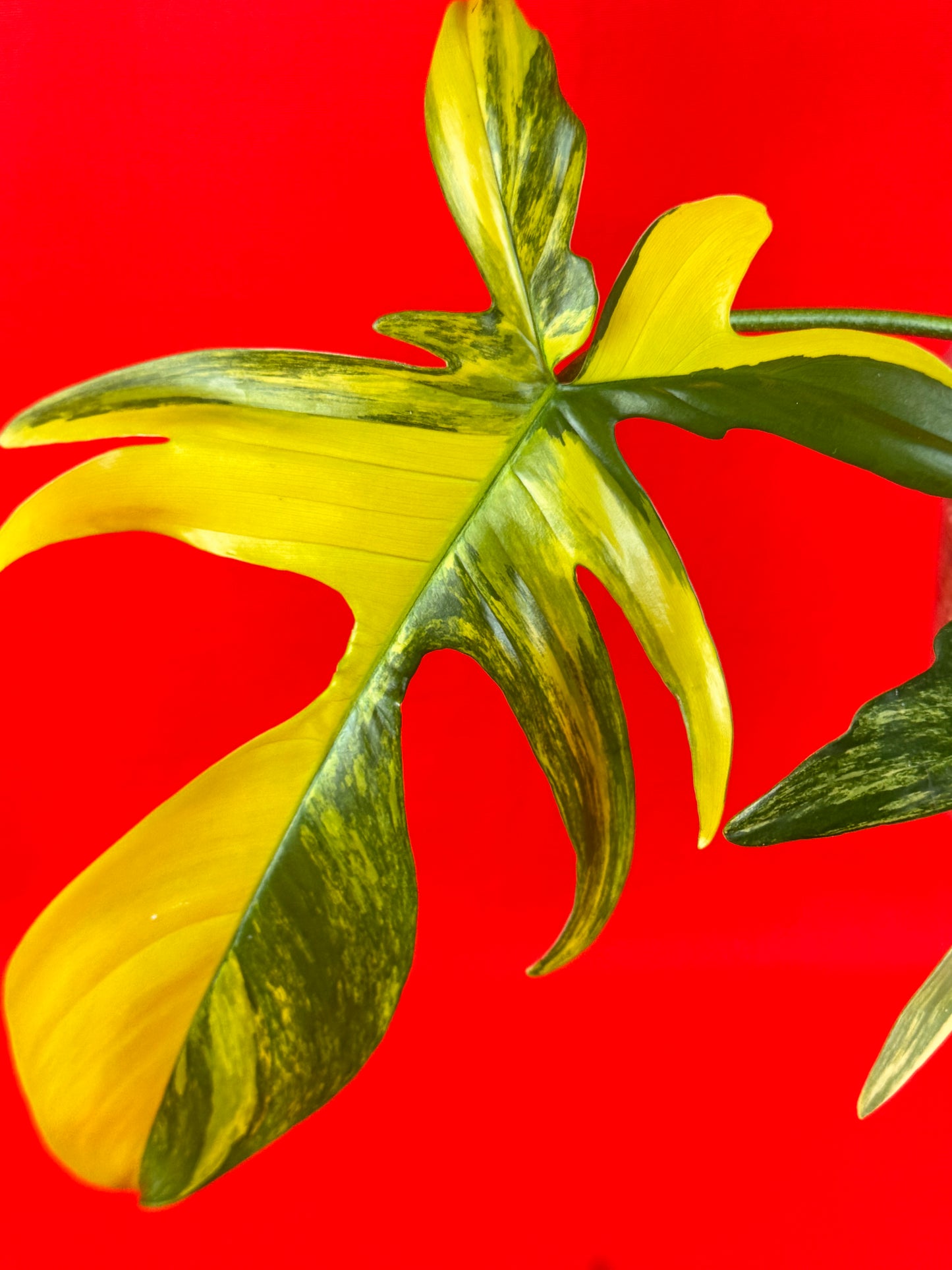 Philodendron Florida Beauty - LUplnts