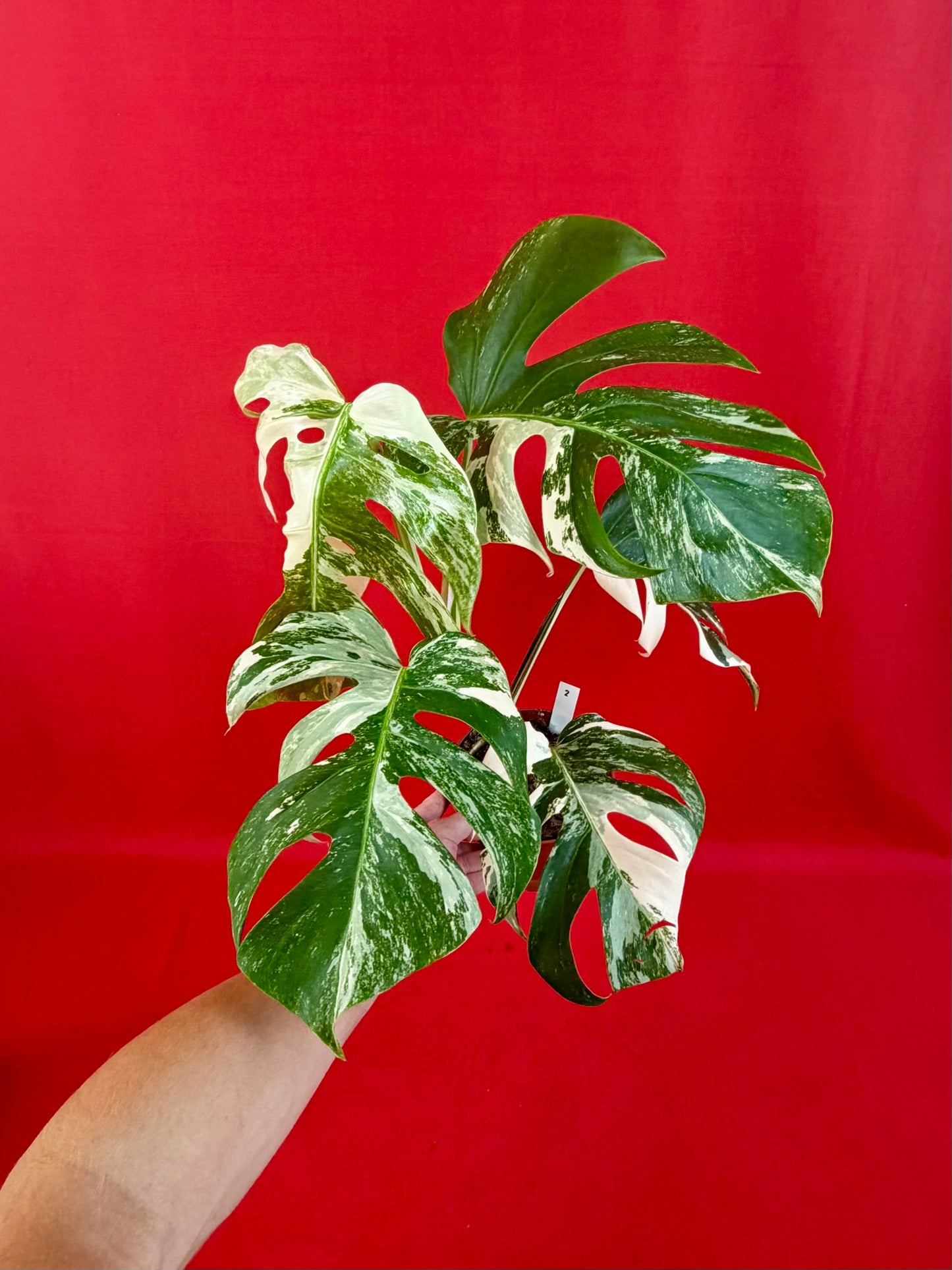 Monstera Deliciosa Variegata