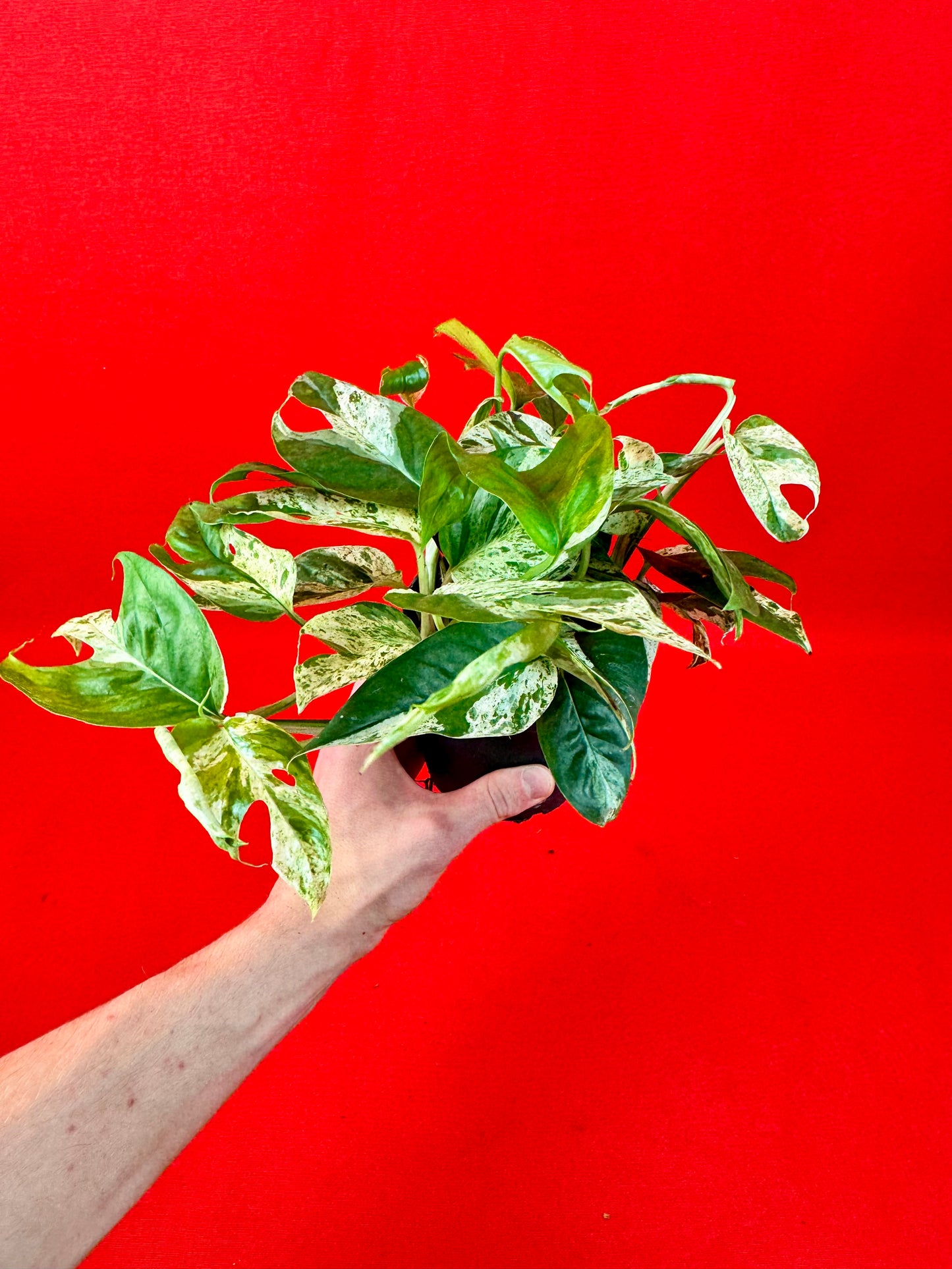 Epipremnum Pinnatum Marble - LUplnts
