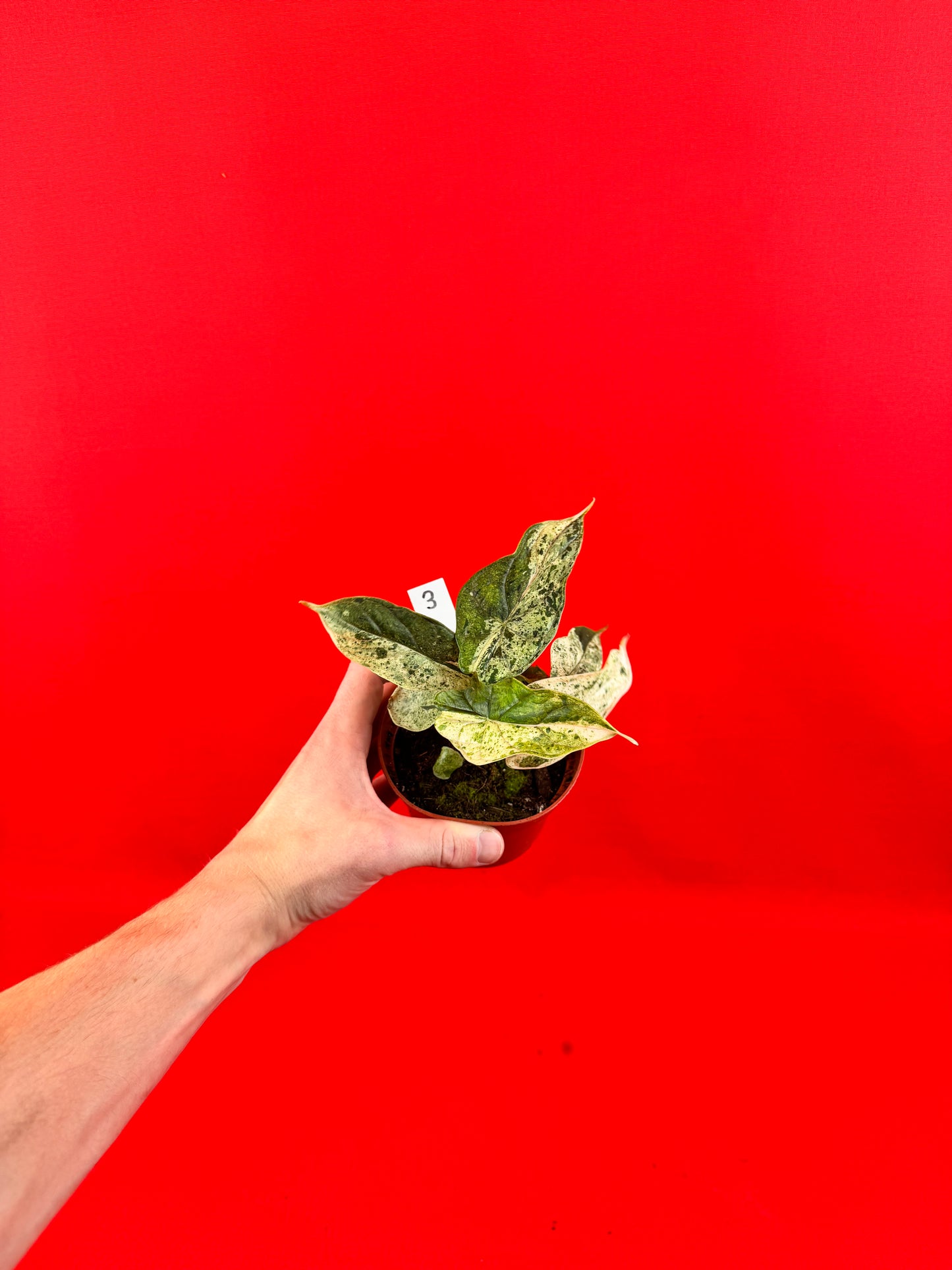 Alocasia Dragon Scale MINT