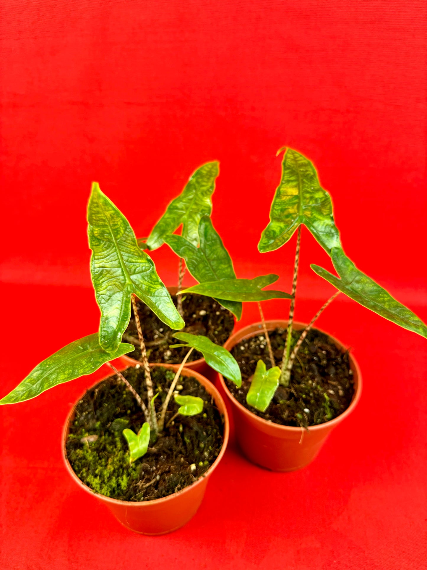 Alocasia Reticulata - LUplnts