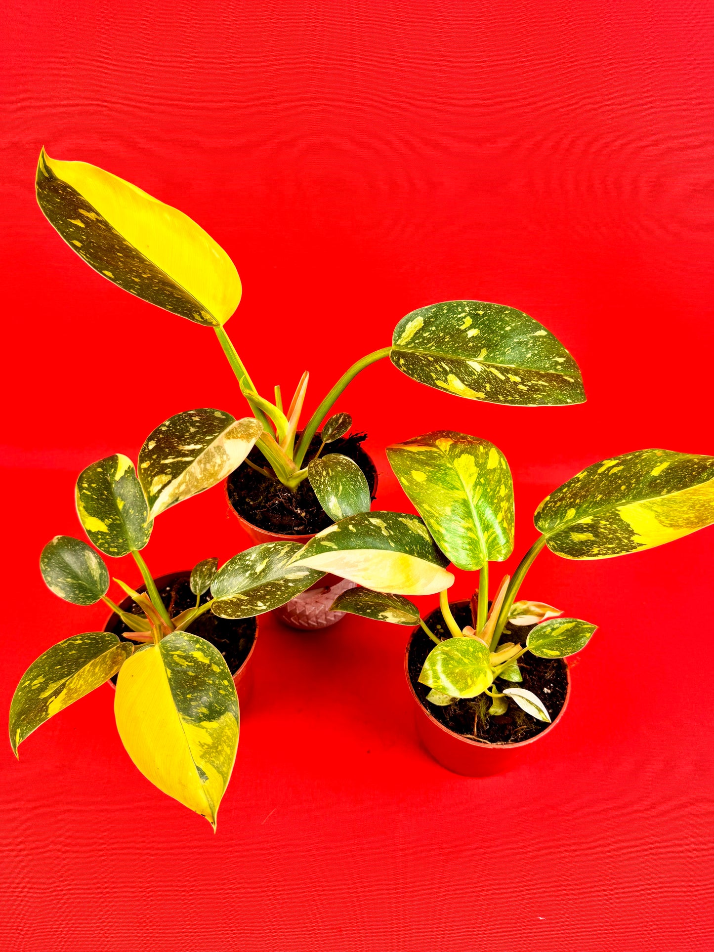 Philodendron green Congo
