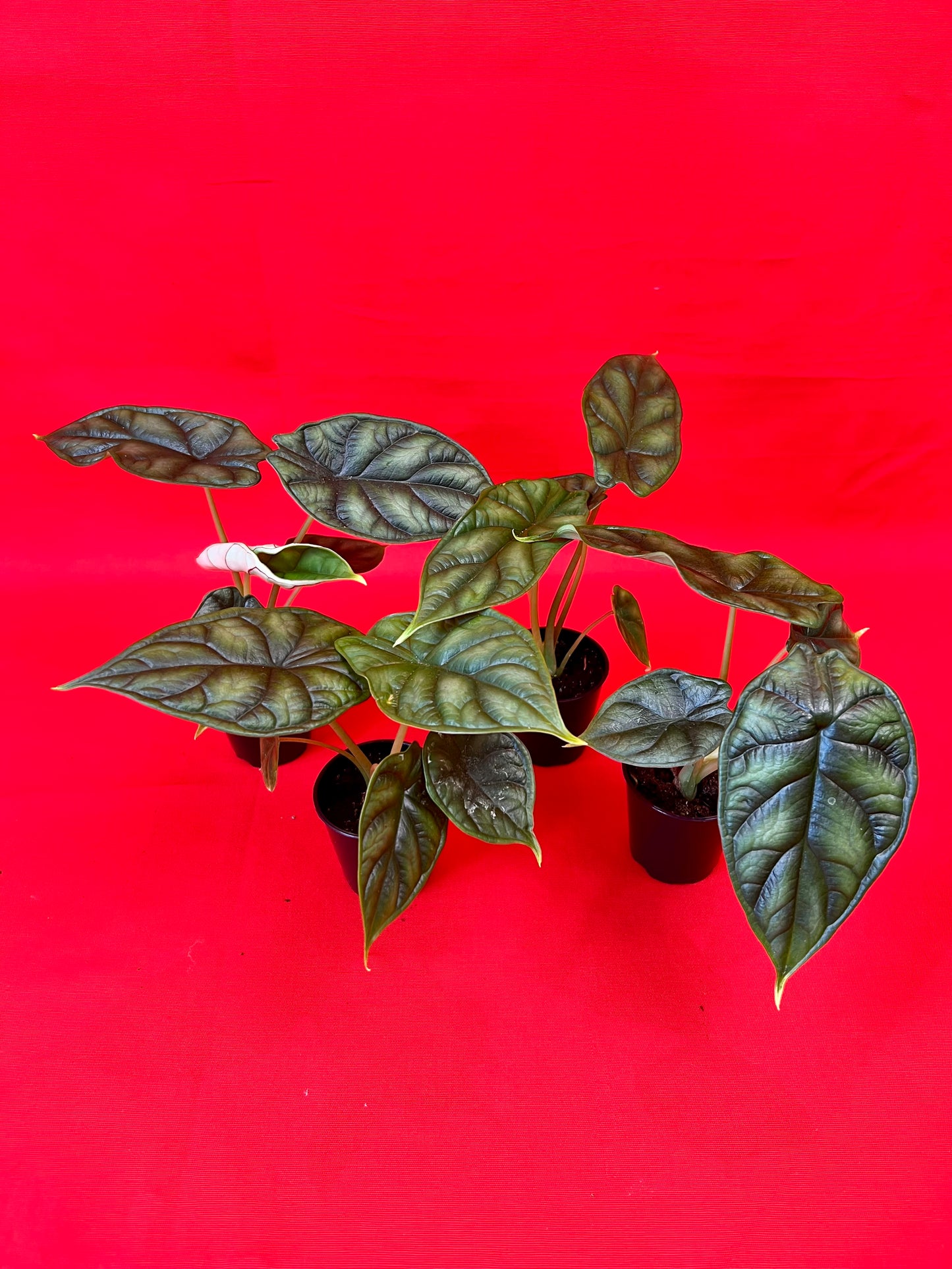 Alocasia Dragon Scale (s) - LUplnts