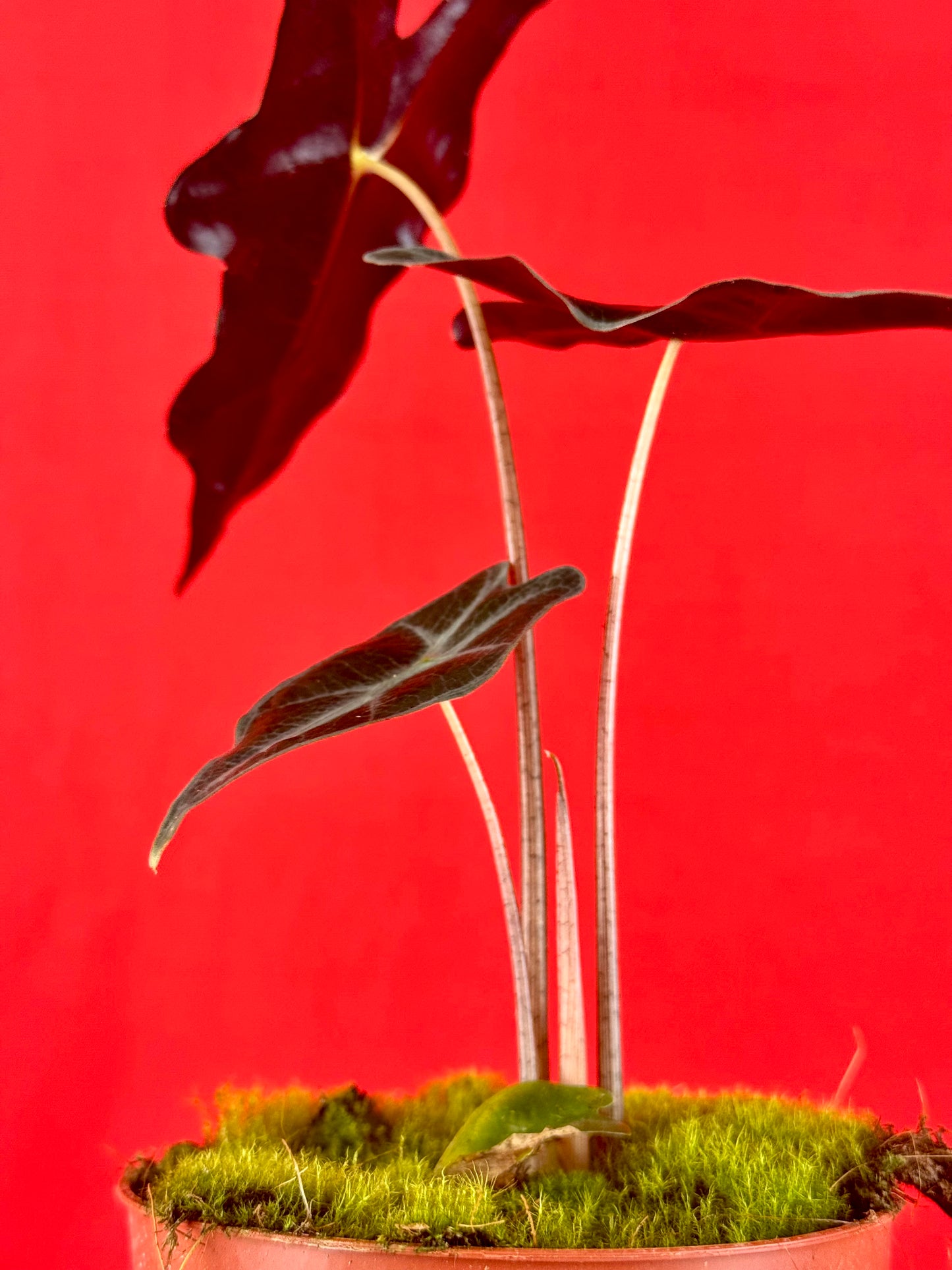 Alocasia Sanderiana Nobilis