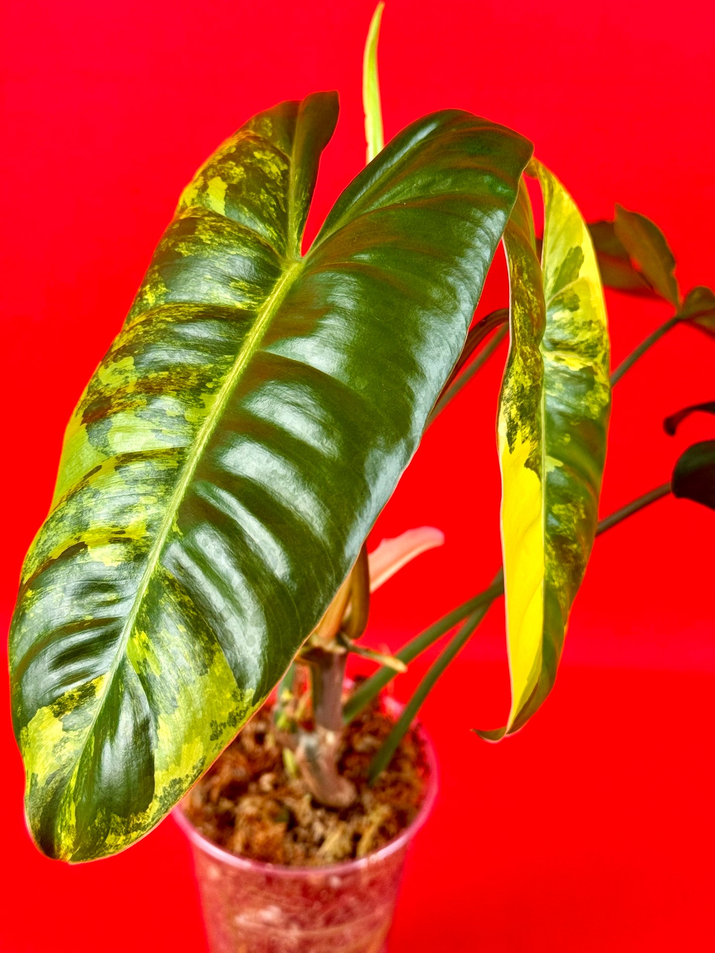 Philodendron Burle Marx variegata - LUplnts