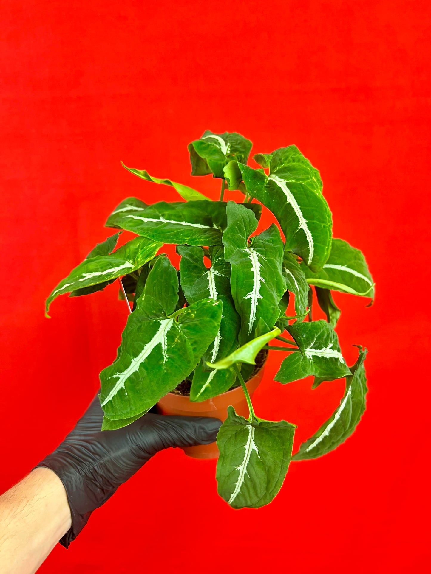 Syngonium Wendlandii - LUplnts