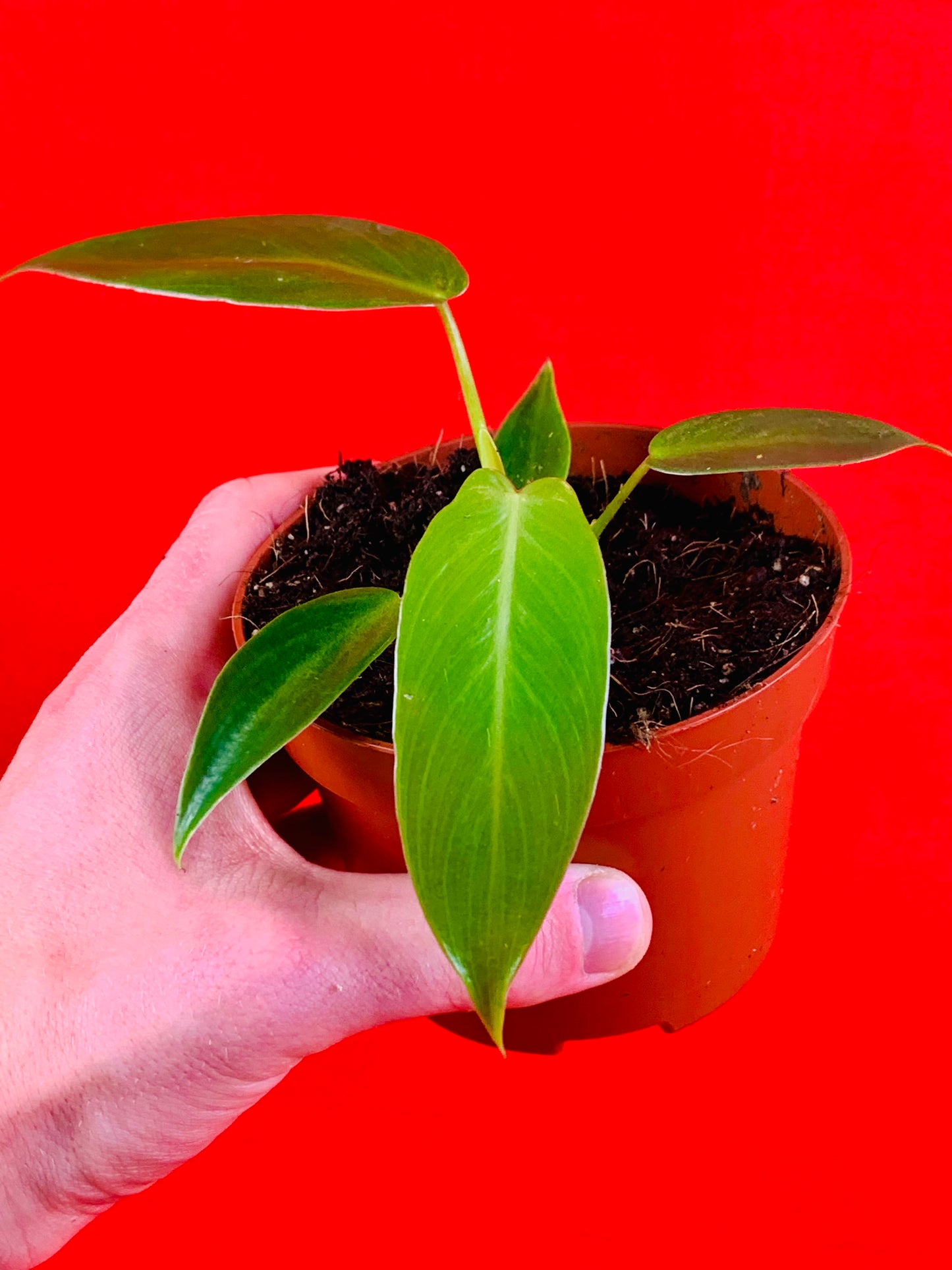 Philodendron spiritus sancti - LUplnts