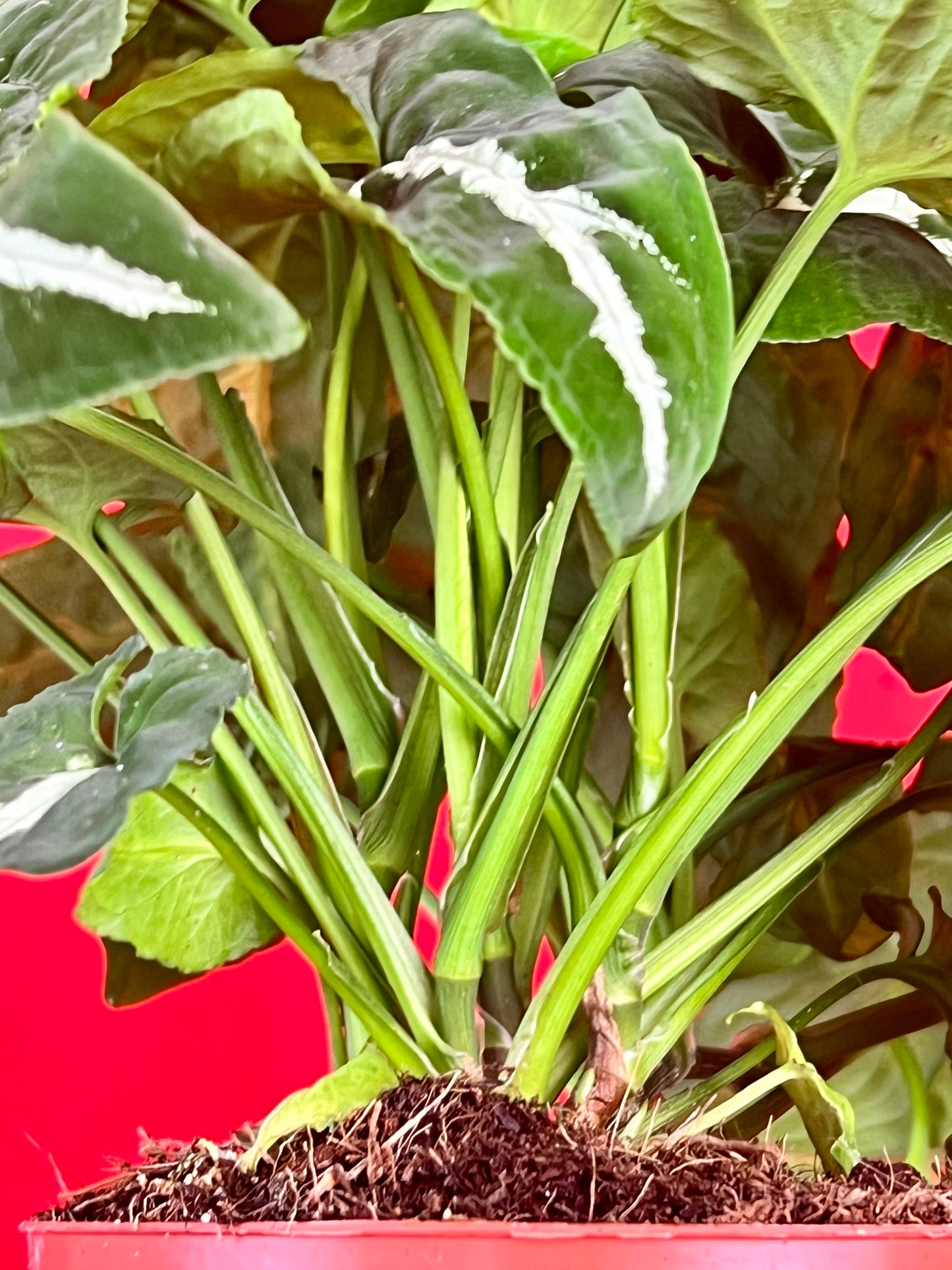 Syngonium Wendlandii - LUplnts