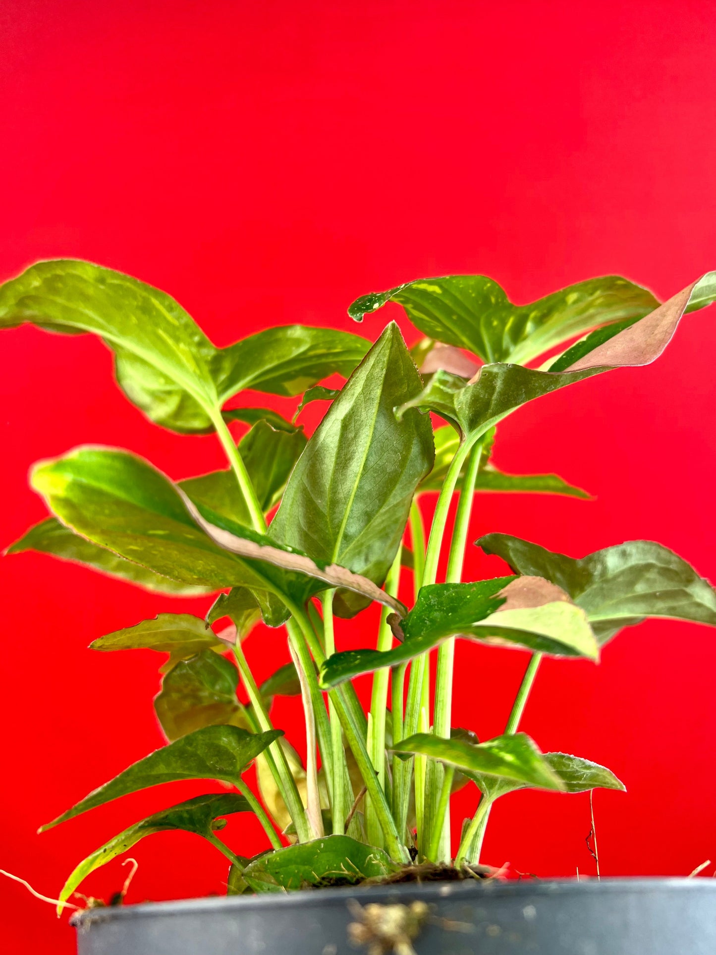 Syngonium Red Spot Tricolor - LUplnts