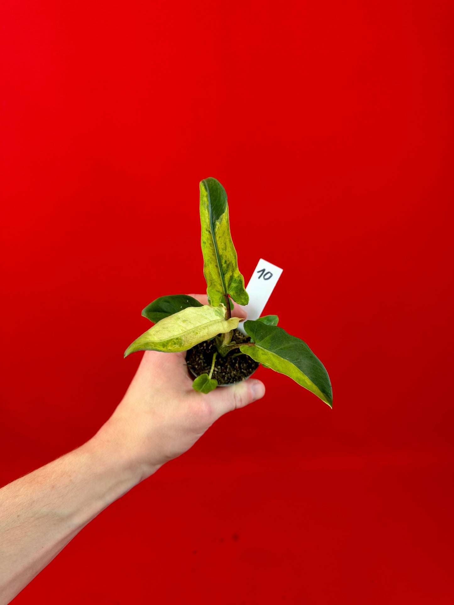 Alocasia lauterbachiana 'Variegata' (s)