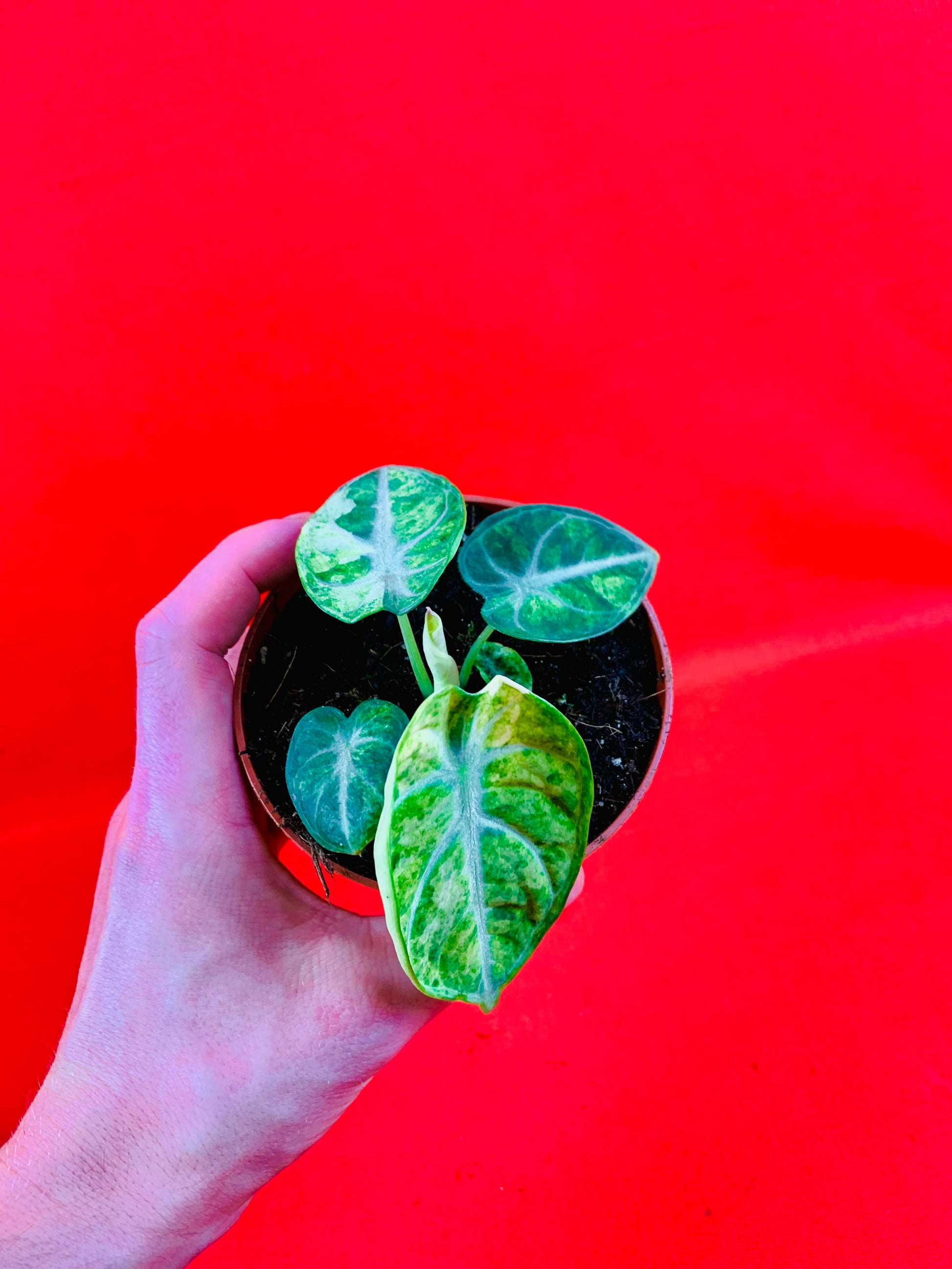 Alocasia Ninja Tricolor - LUplnts