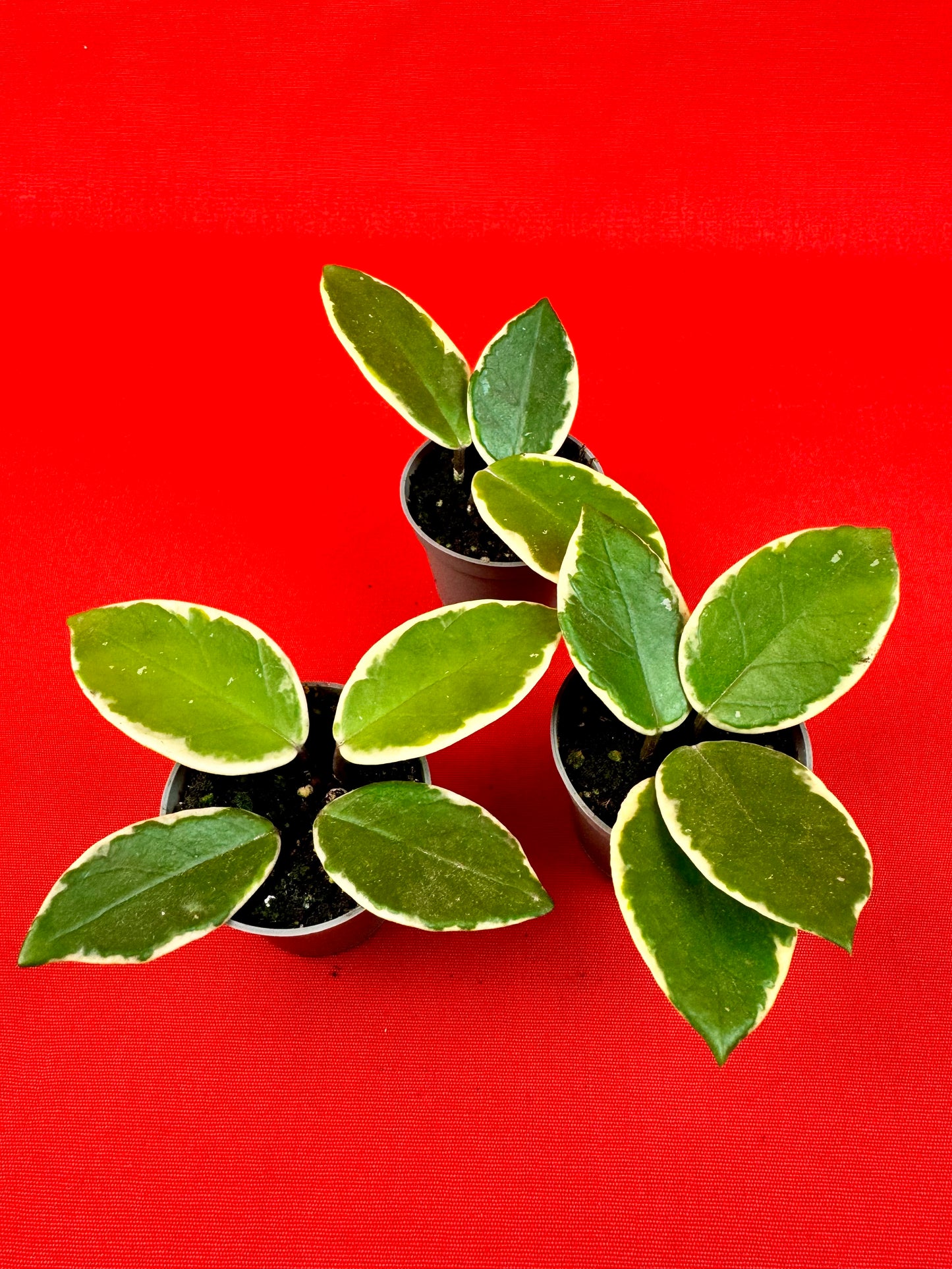 Hoya carnosa 'Flamingo Dream' (s) - LUplnts