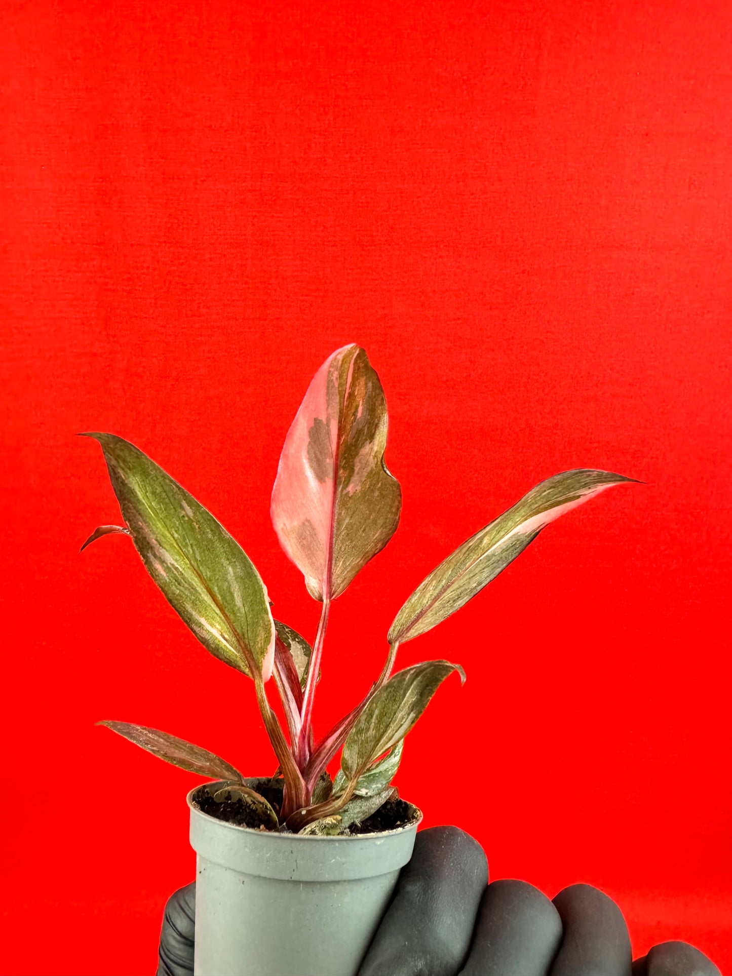 Philodendron 'Pink Princess Marble' (s) - LUplnts