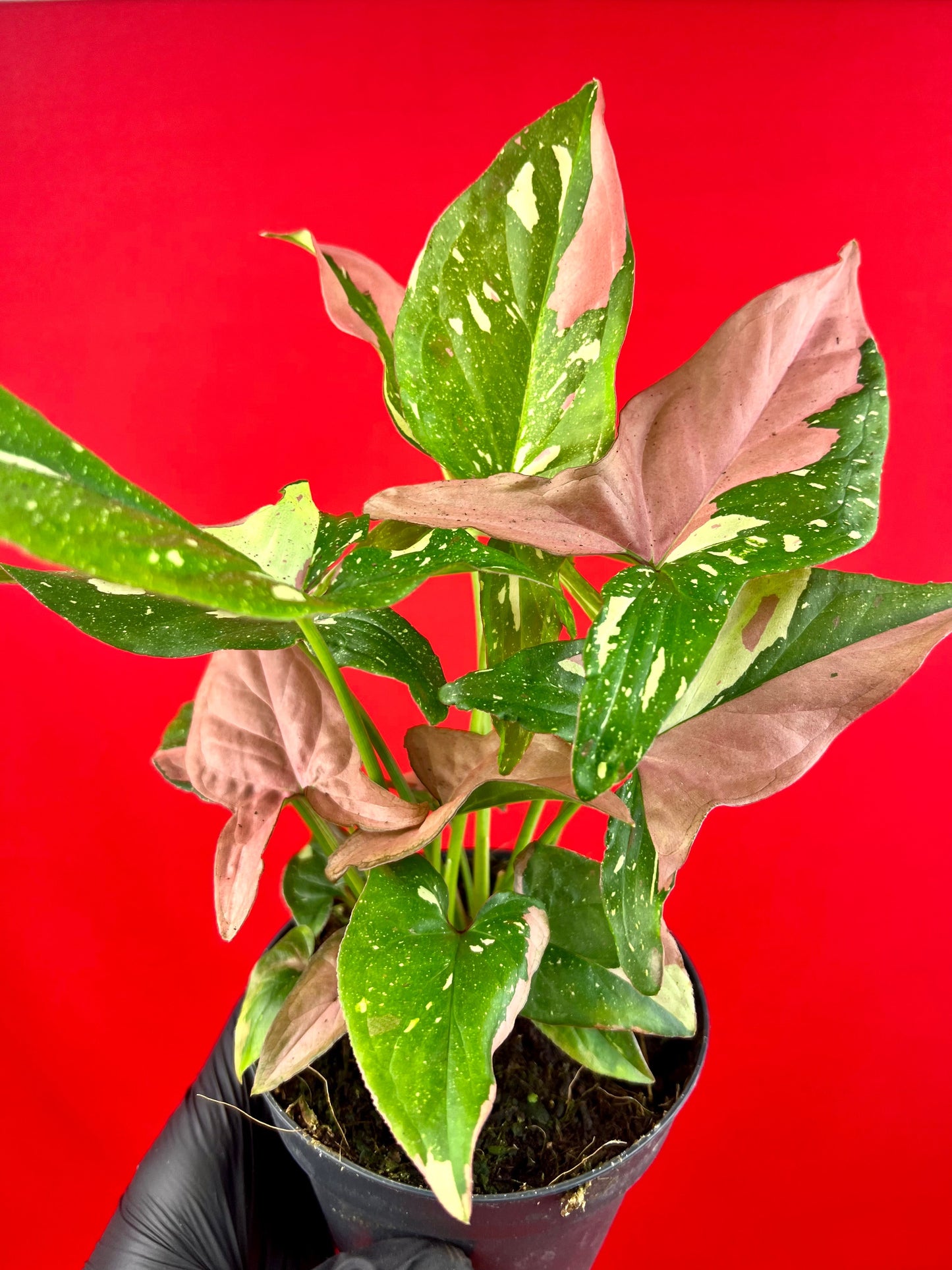 Syngonium Red Spot Tricolor - LUplnts