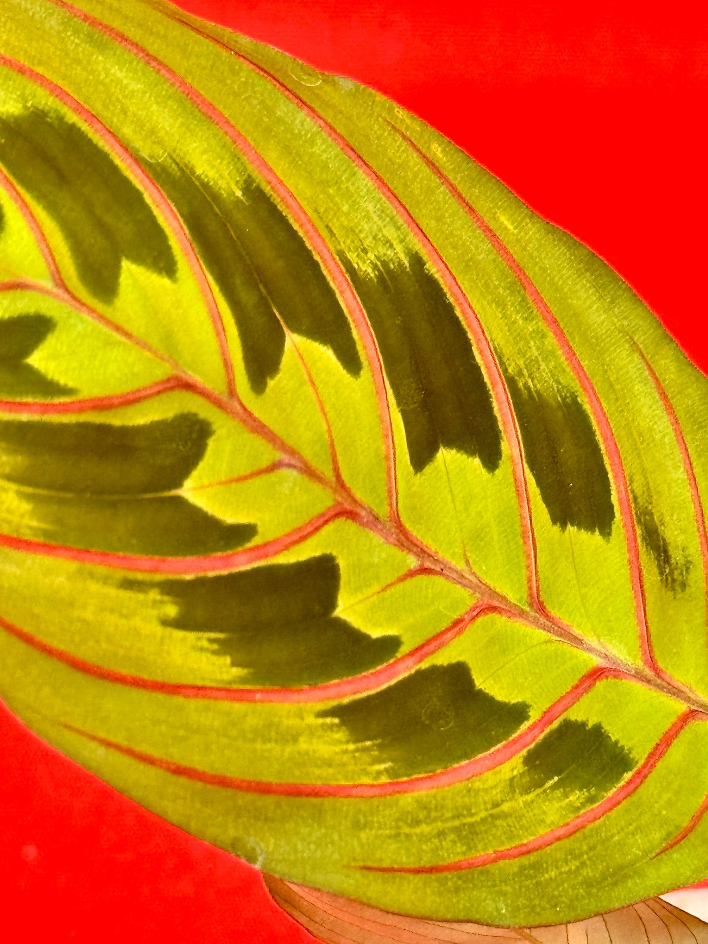 Maranta leuconeura Red Stripe (s) - LUplnts