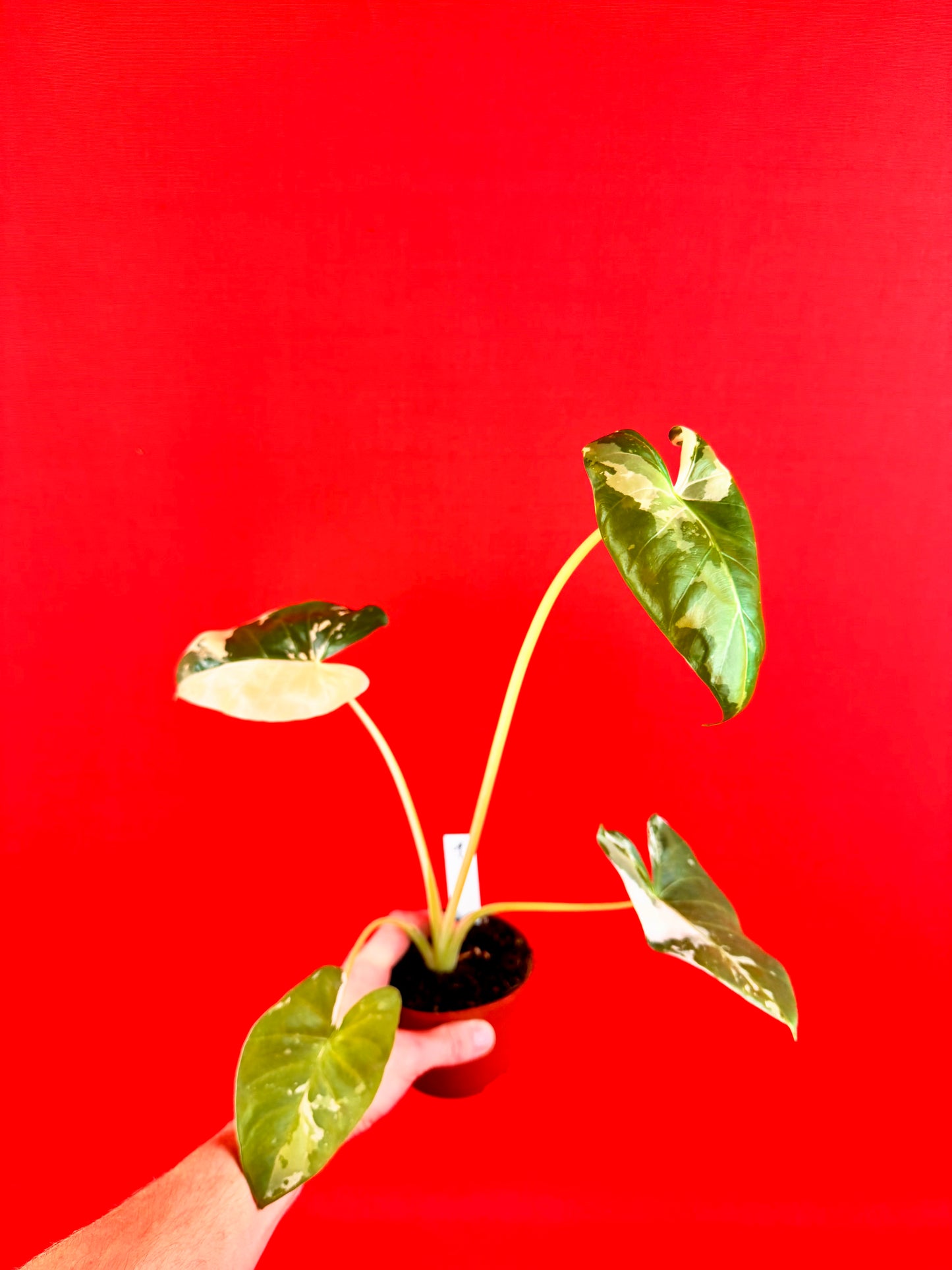 Alocasia Macrorrhiza Variegata - LUplnts