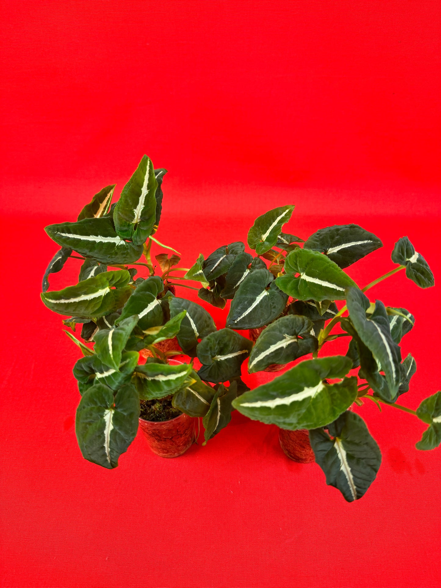 Syngonium Wendlandii (s) - LUplnts