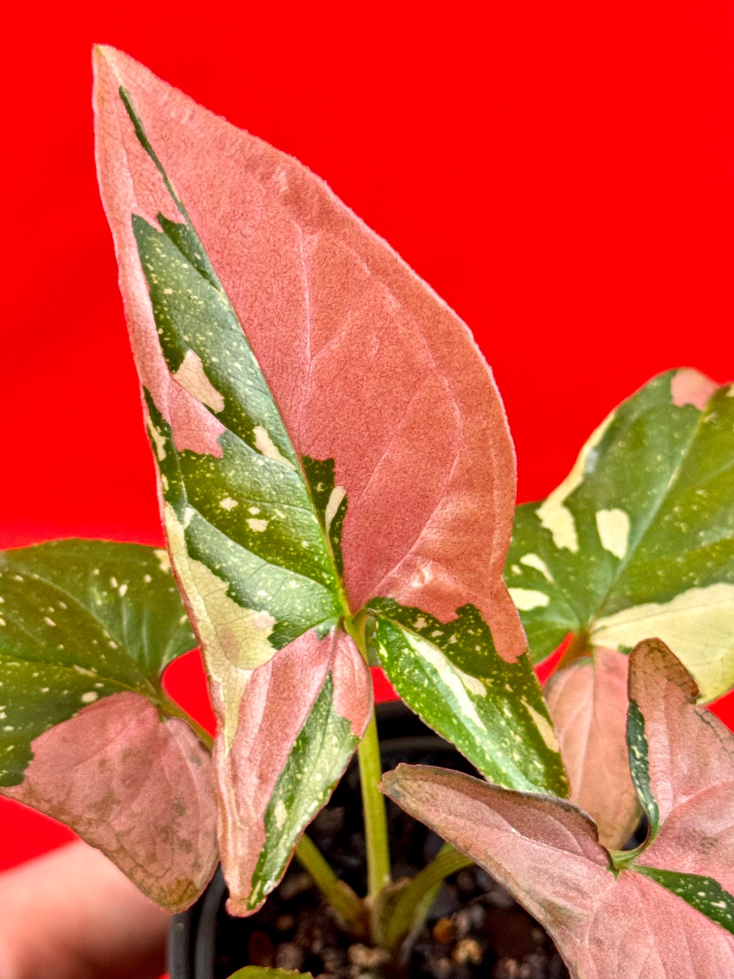 Syngonium Red Spot Tricolor (s) - LUplnts