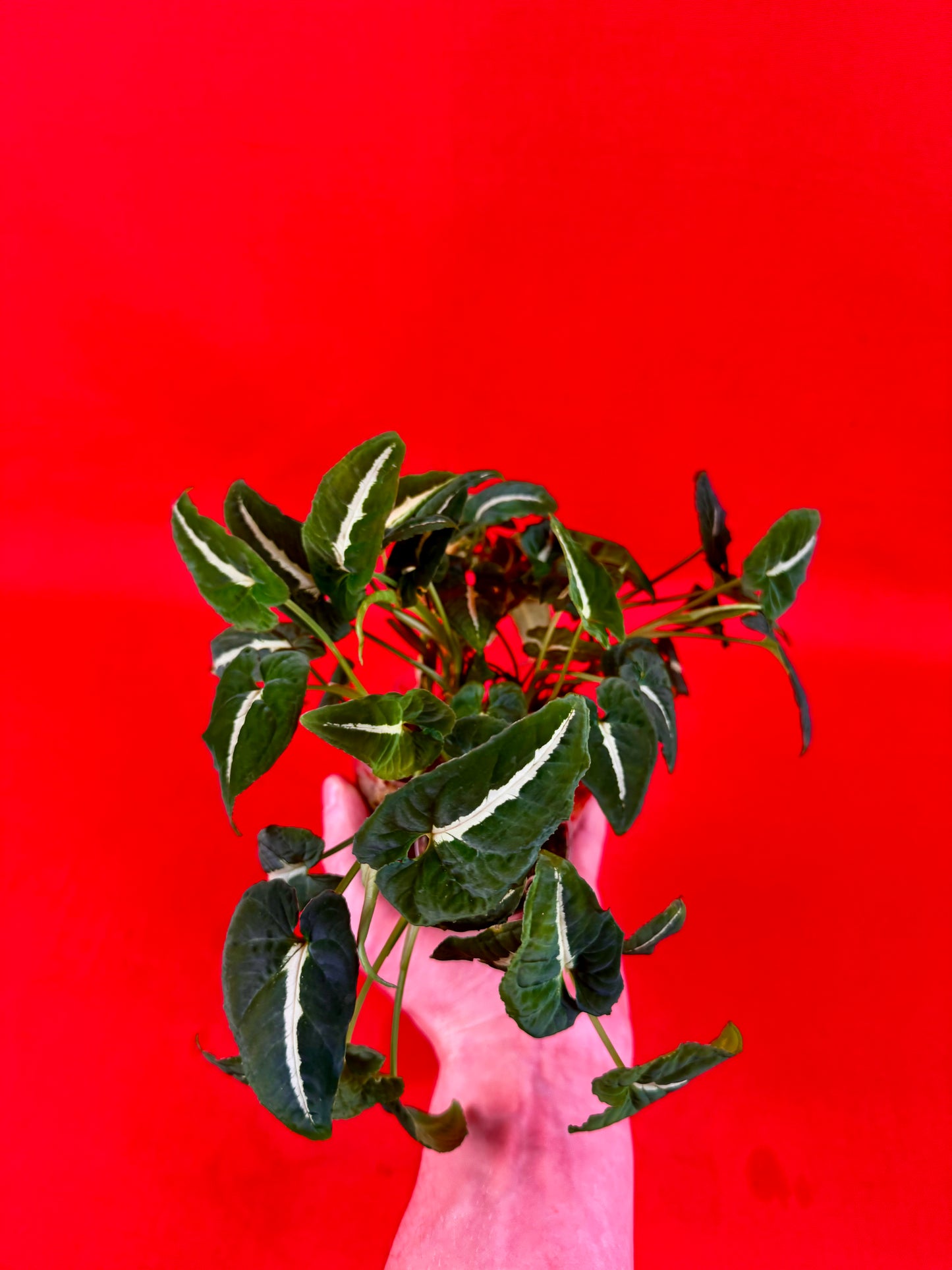 Syngonium Wendlandii (s) - LUplnts