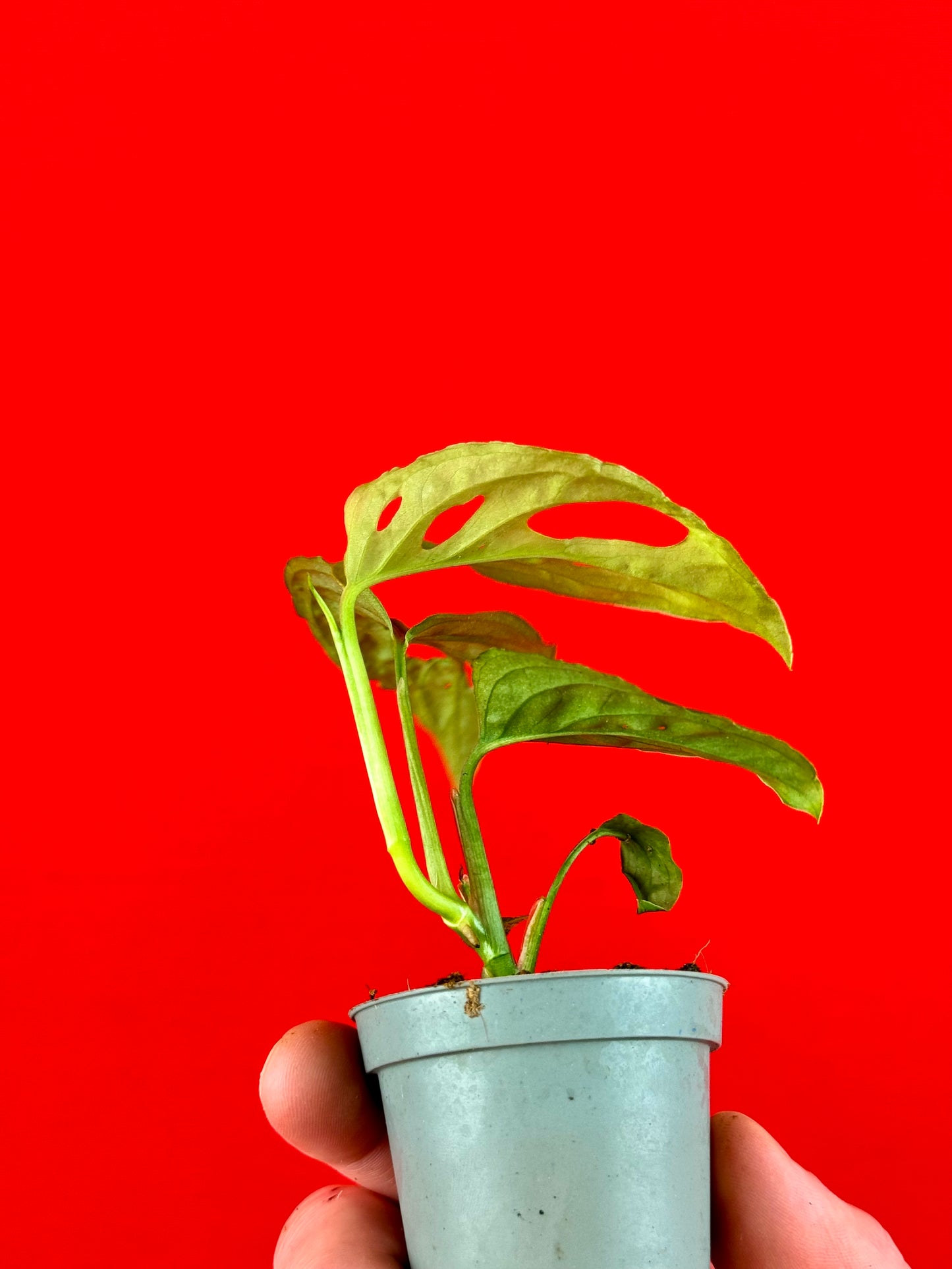 Monstera Adansonii subsp. laniata - LUplnts