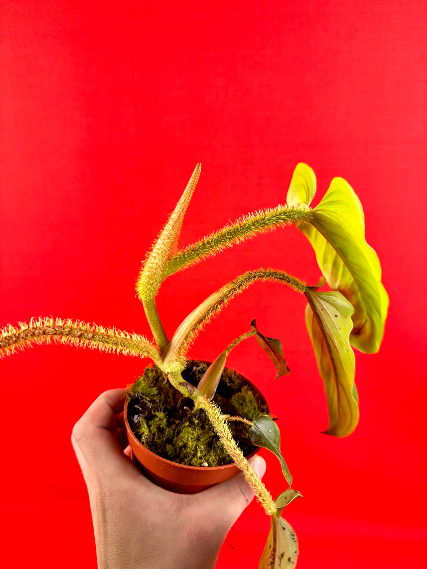 Philodendron Serpens - LUplnts
