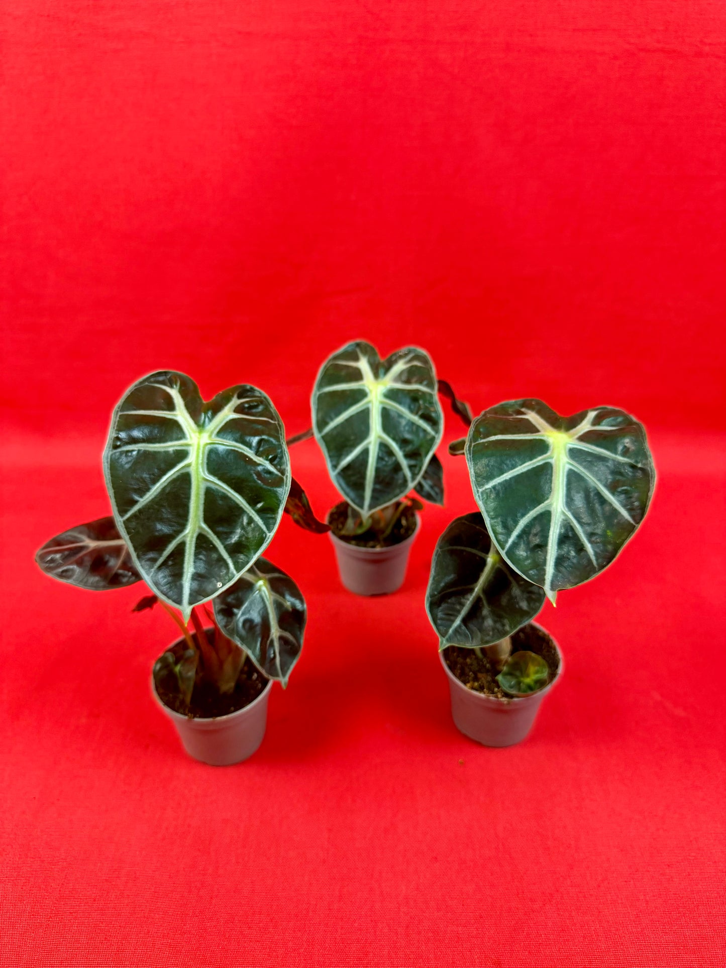 Alocasia 'Balloon Heart' (s)