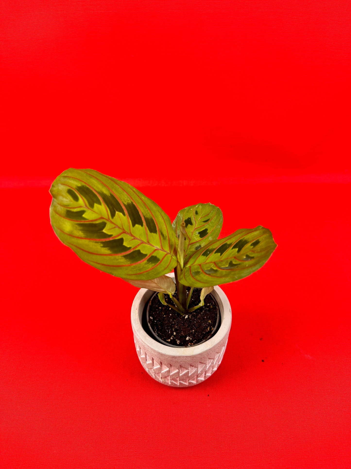 Maranta leuconeura Red Stripe (s) - LUplnts