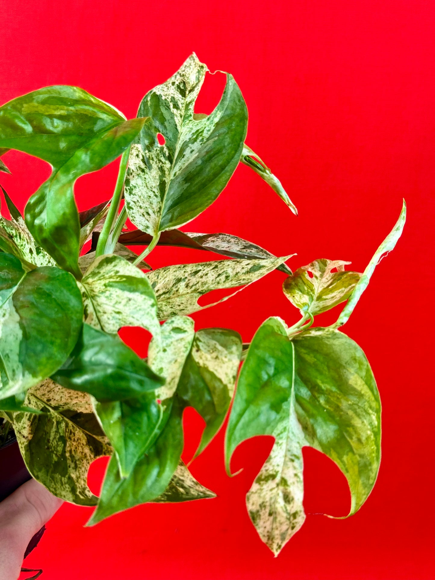 Epipremnum Pinnatum Marble - LUplnts