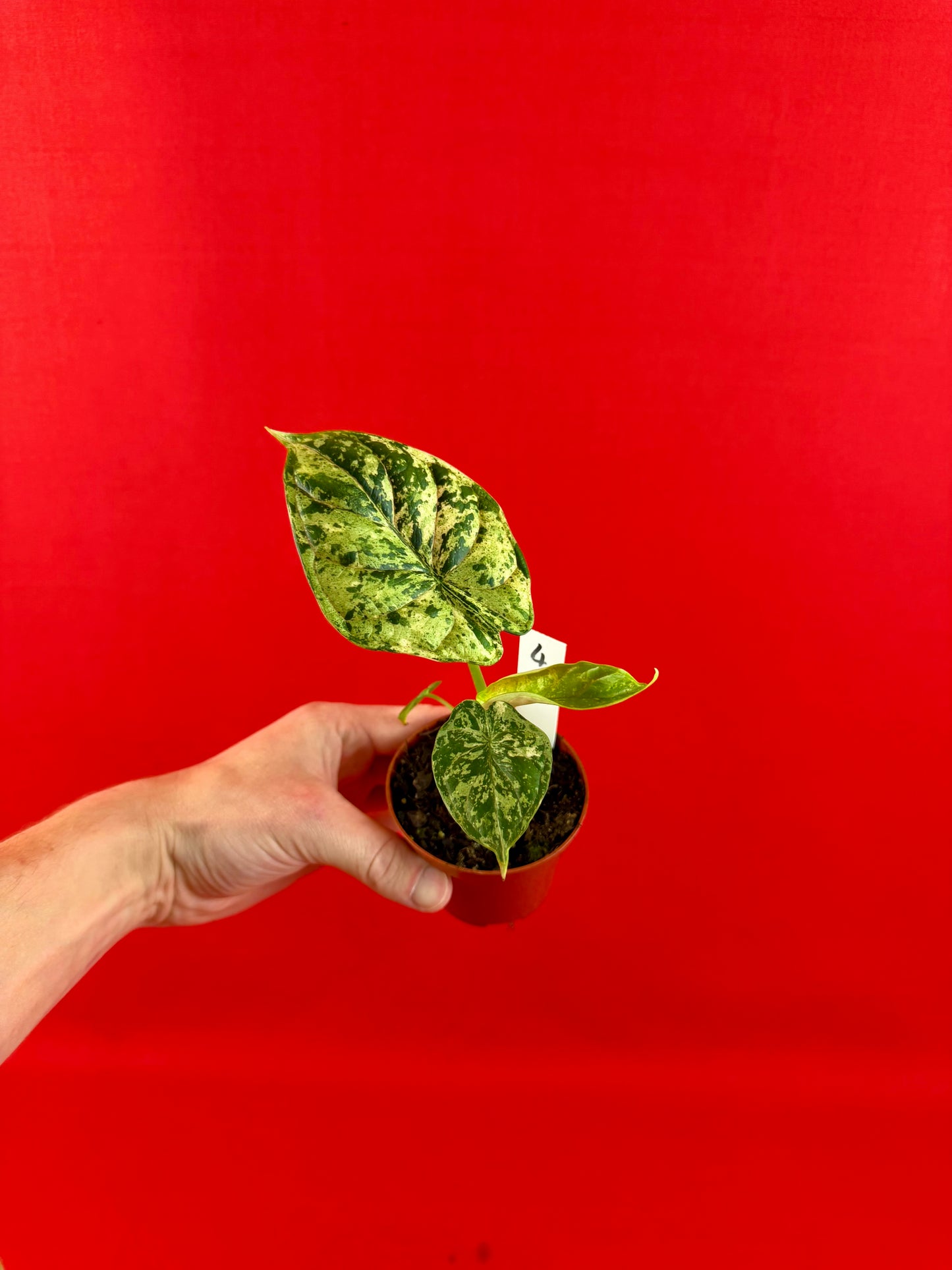 Alocasia Dragon Scale Mint