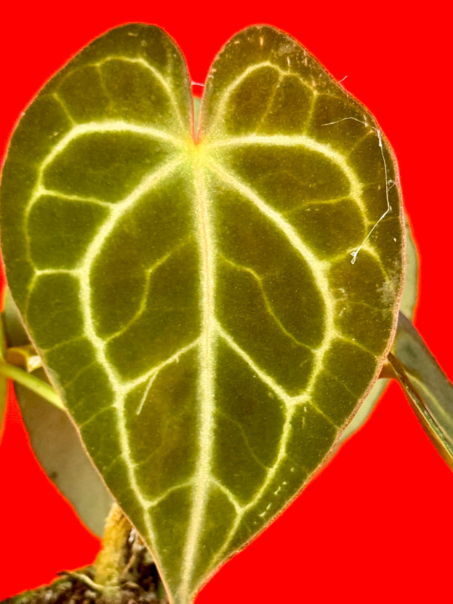 Anthurium Clarinervium (s) - LUplnts