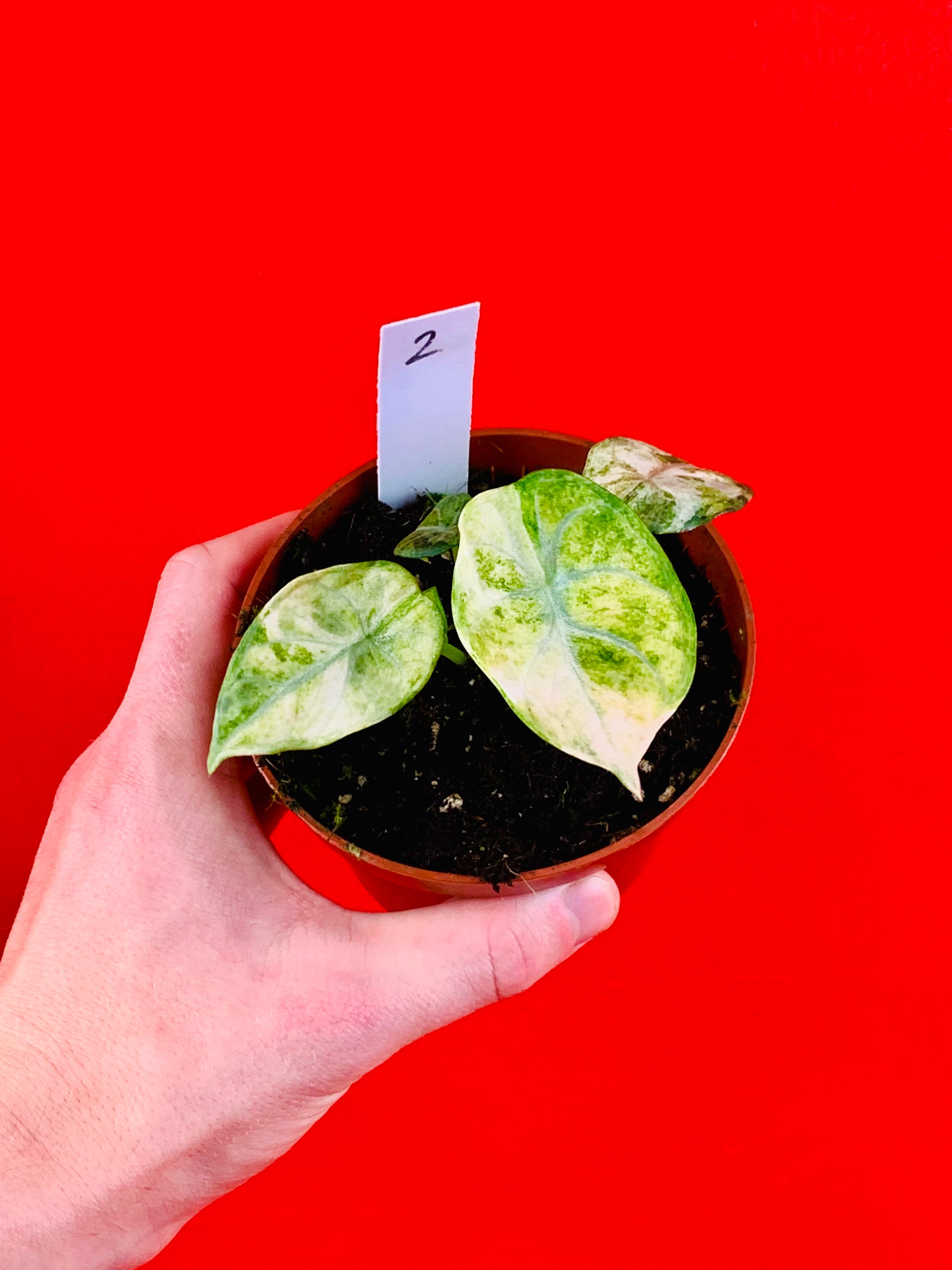 Alocasia Ninja Tricolor - LUplnts