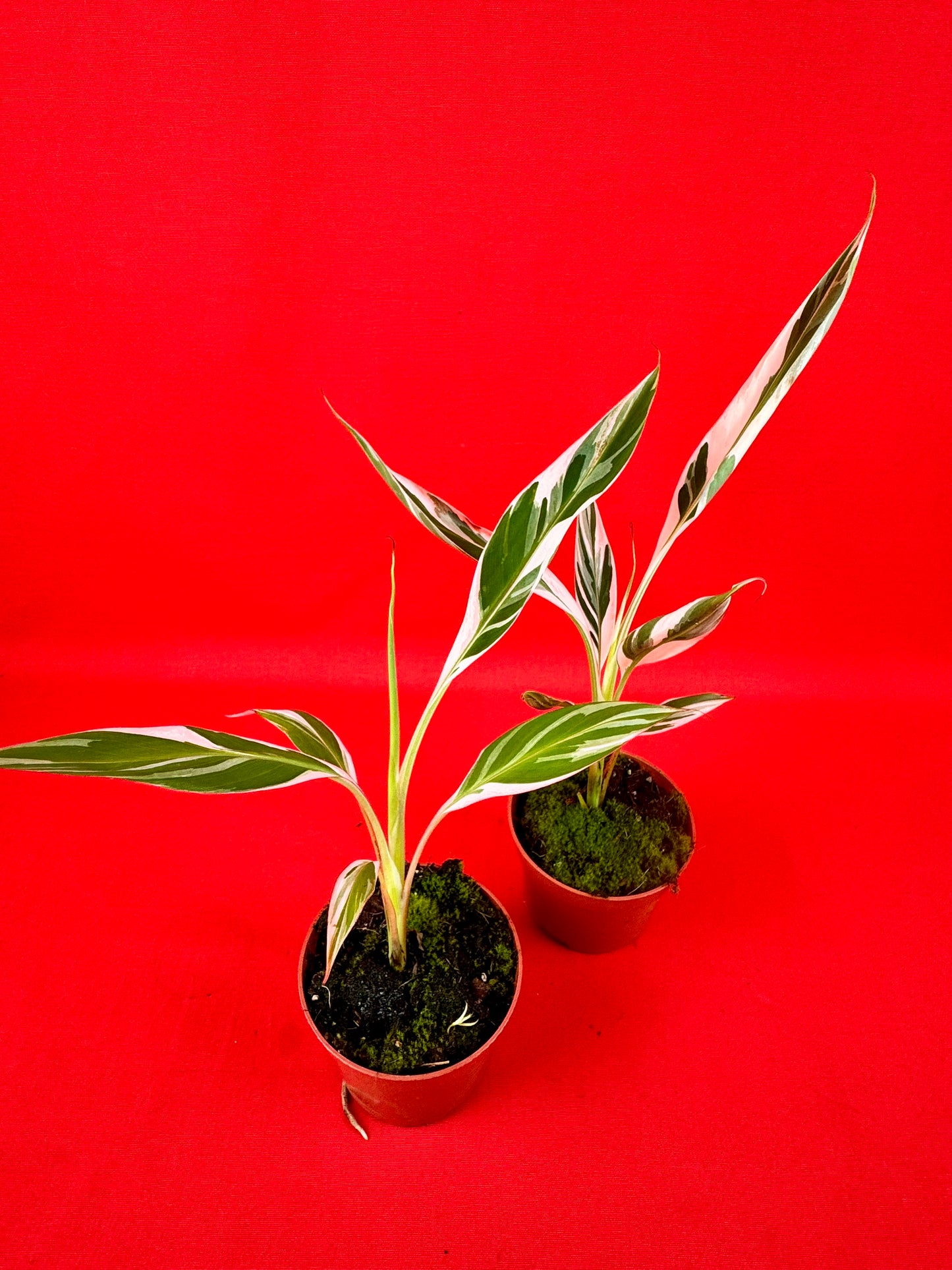 Musa Florida Variegata - LUplnts