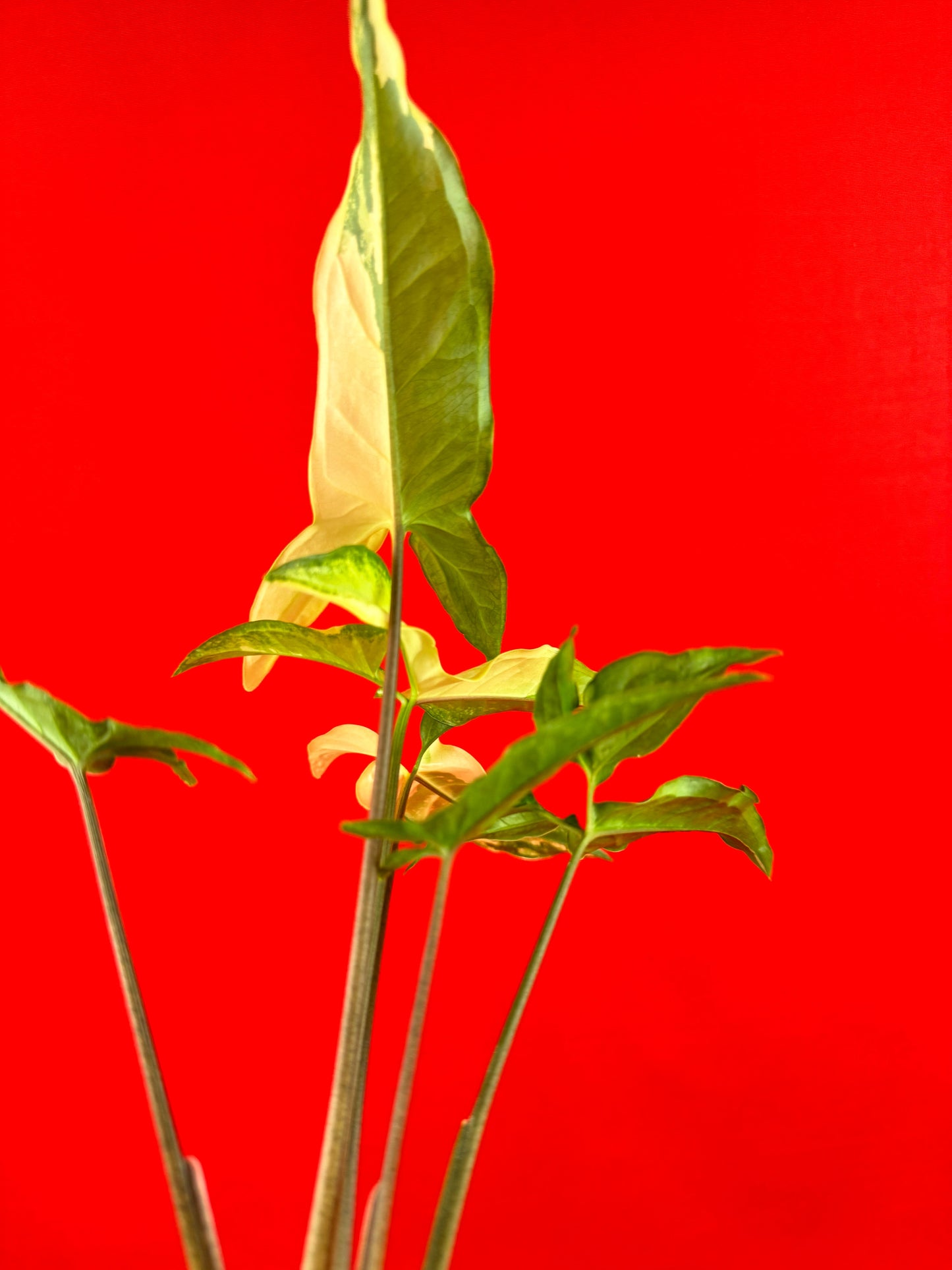 Syngonium Angustatum Variegata - LUplnts