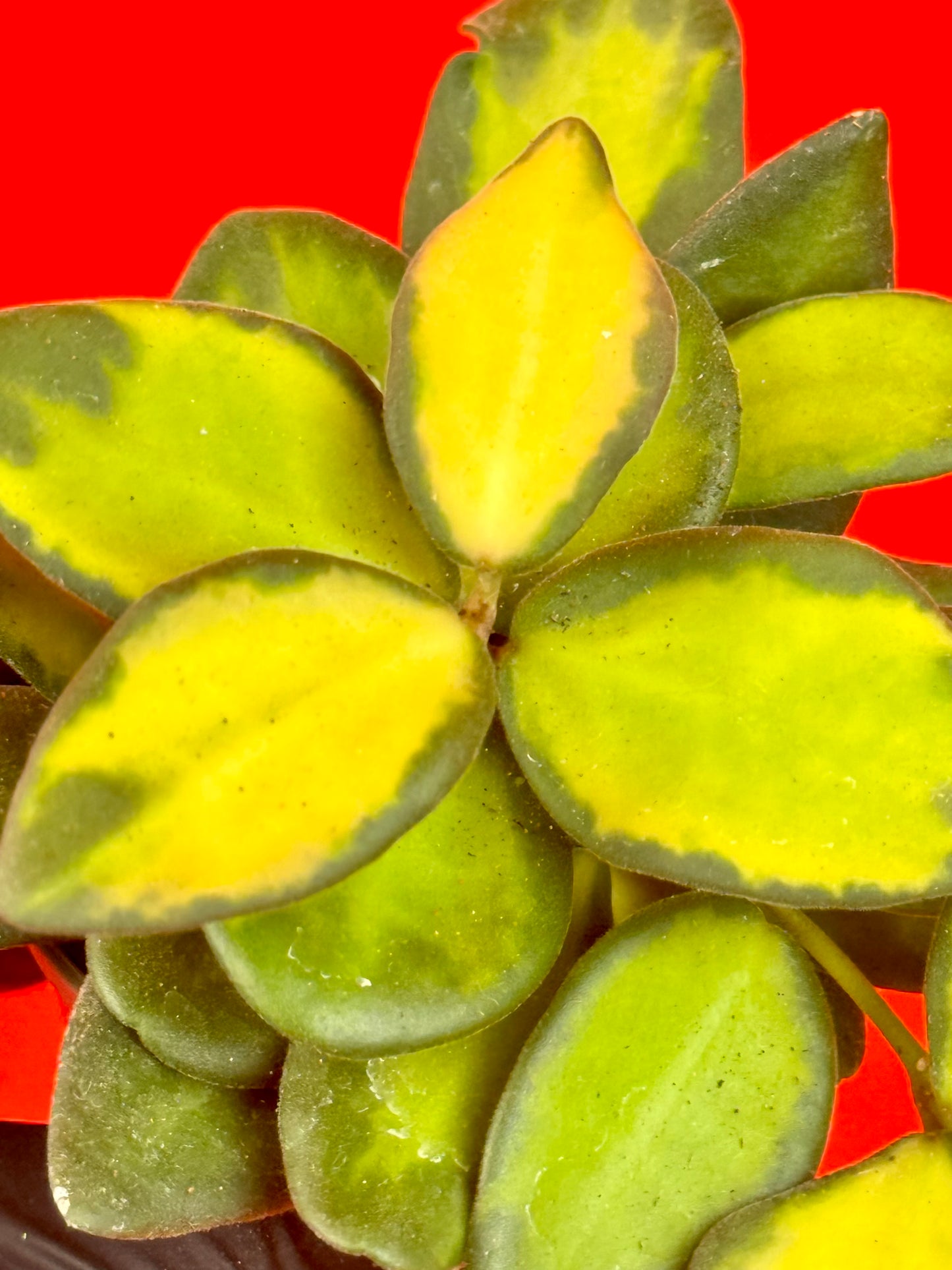 Hoya burtoniae variegata (s) - LUplnts